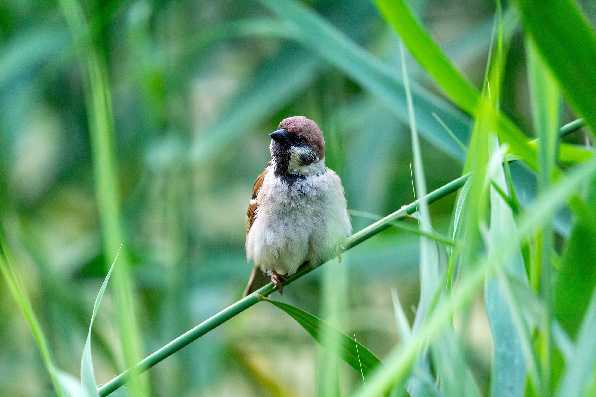 Удивительные мир птиц. Вокруг нас столько прекрасного — присмотритесь!. Ваш личный фотограф Марина Волкова