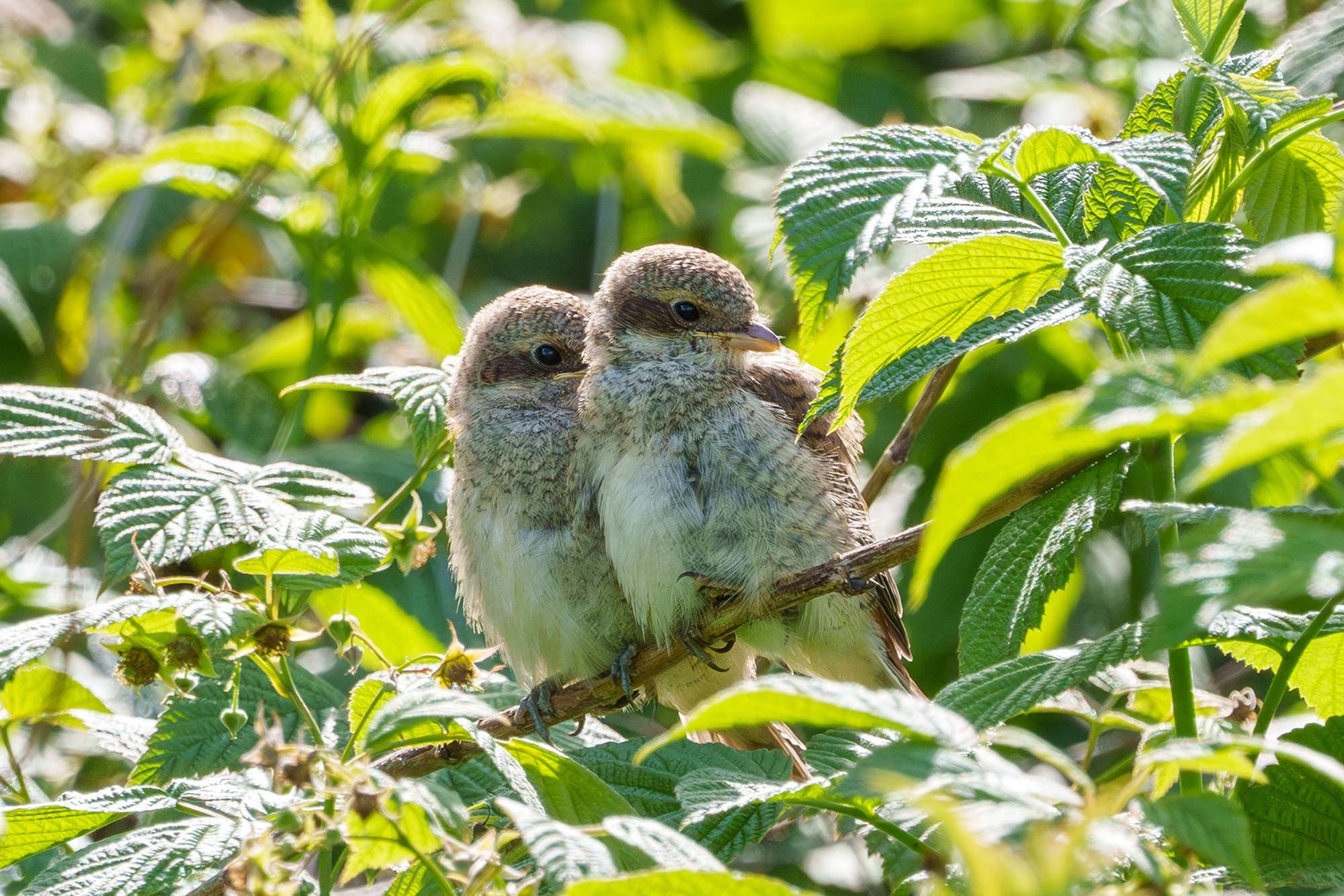 Удивительные мир птиц. Вокруг нас столько прекрасного — присмотритесь!. Ваш личный фотограф Марина Волкова