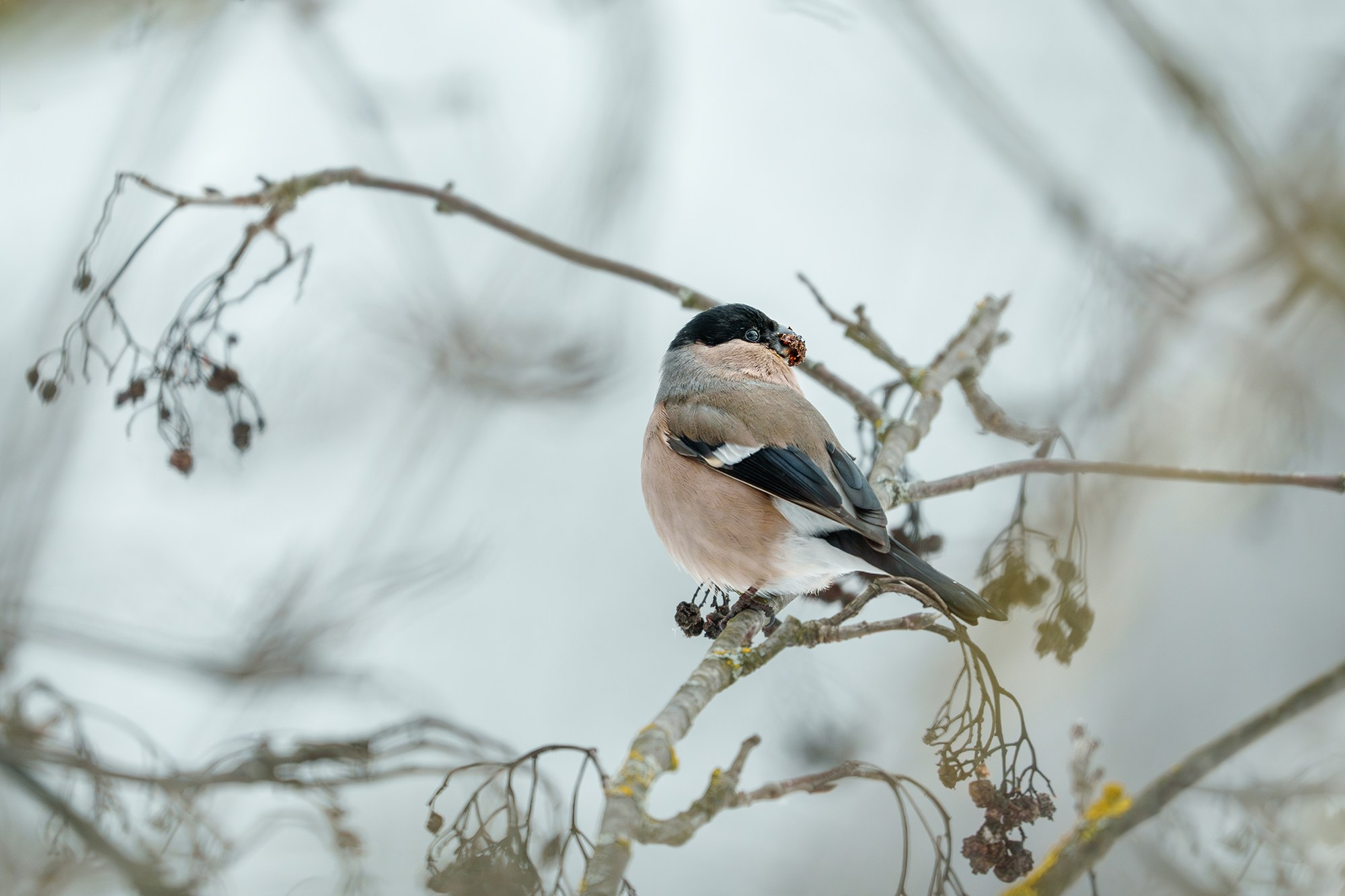 Удивительные мир птиц. Вокруг нас столько прекрасного — присмотритесь!. Ваш личный фотограф Марина Волкова