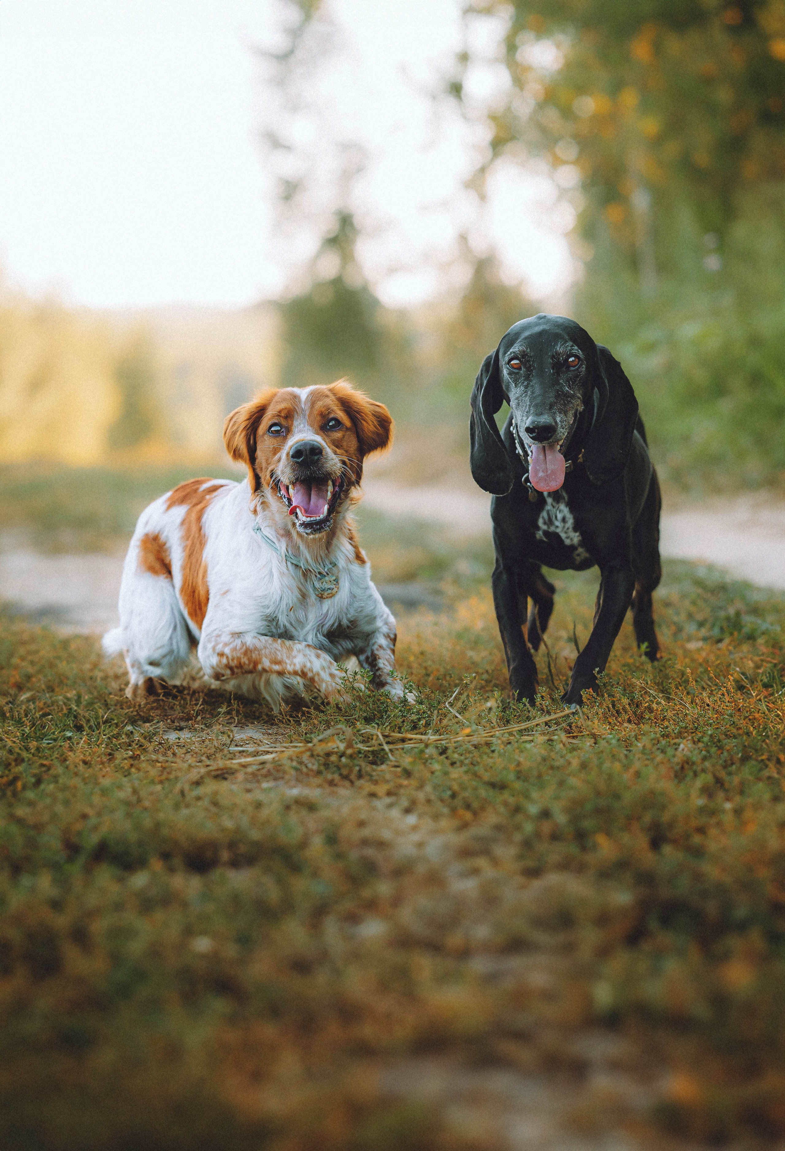 Камри и Пафи