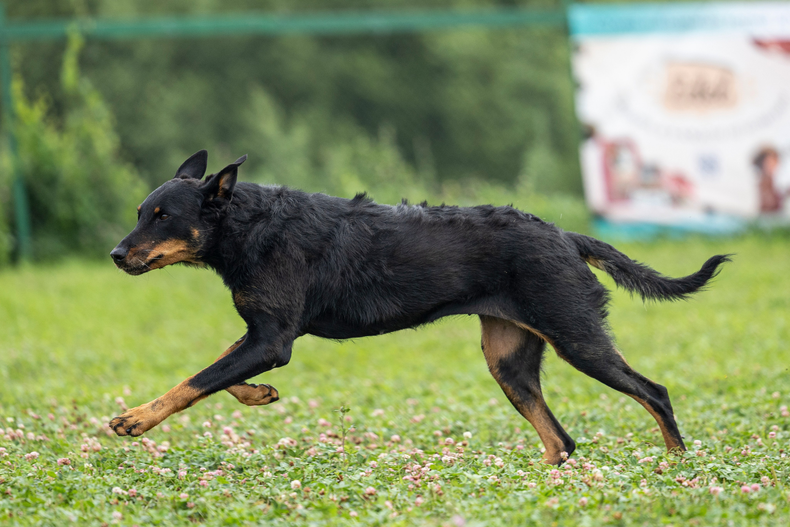 Соревнования по Мондьорингу г. Вологда 10-11.08.2024. Фотограф-анималист Анна Маринич