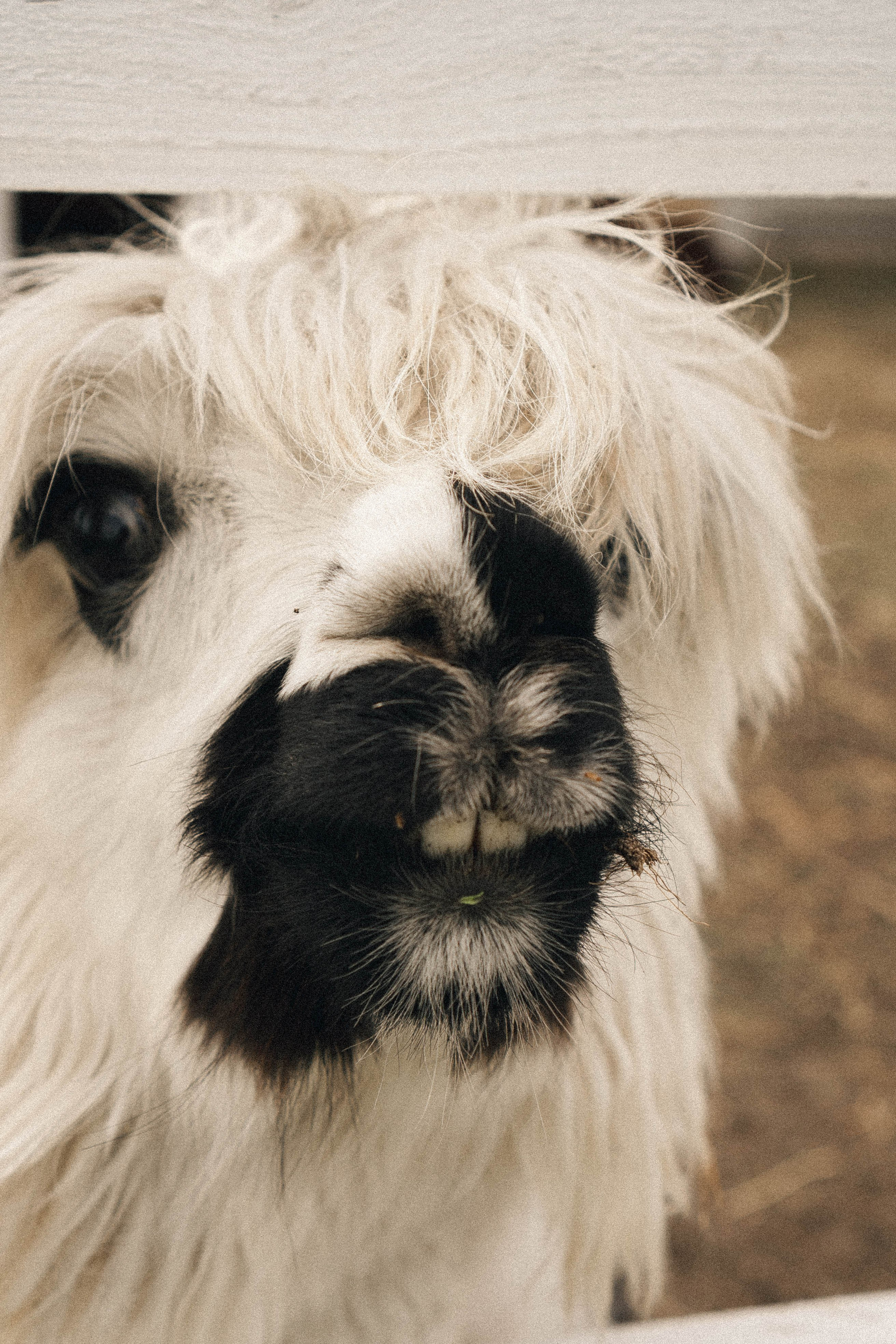 Ферма Альпак. Профессиональный фотограф, Санкт-Петербург — Виктория Богомолова