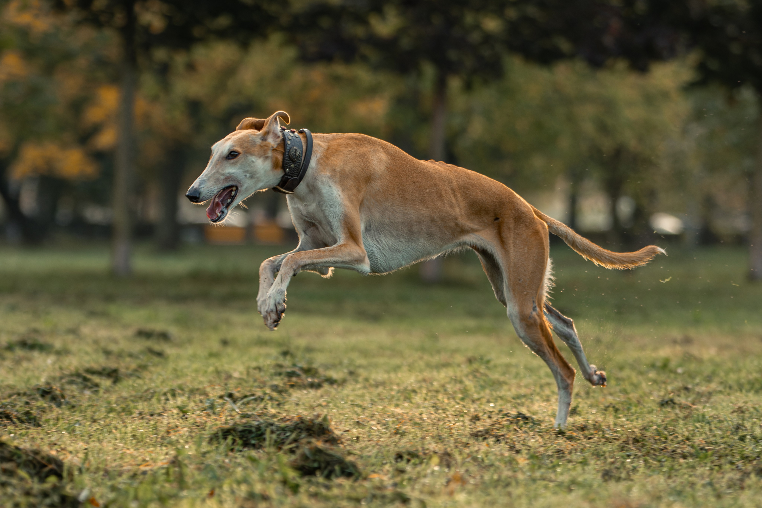 Осеннее утро с Мухой. Фотограф-анималист Юлия Зубкова