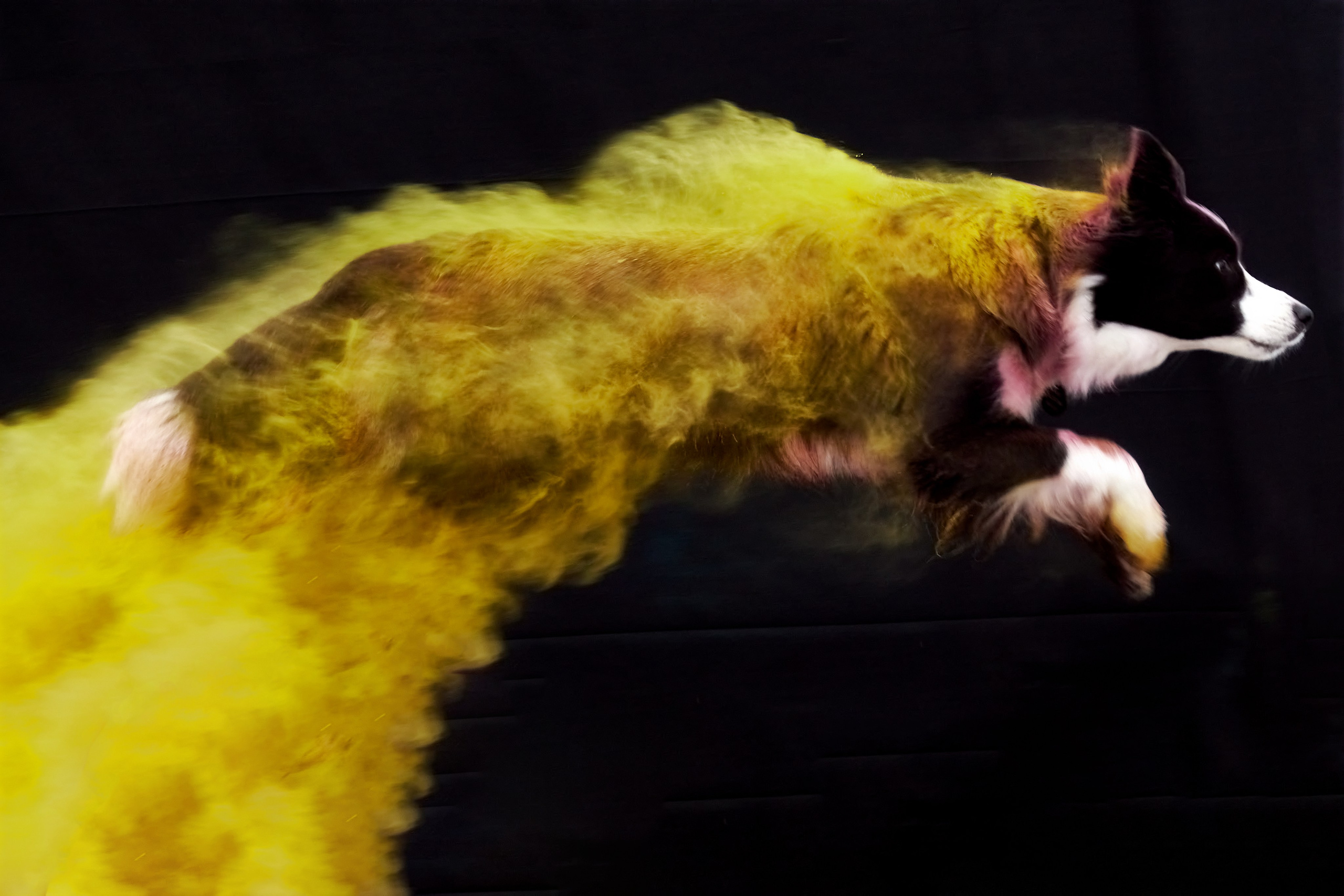 Фотосессия с животными. Фотограф анималист — Тула, Москва