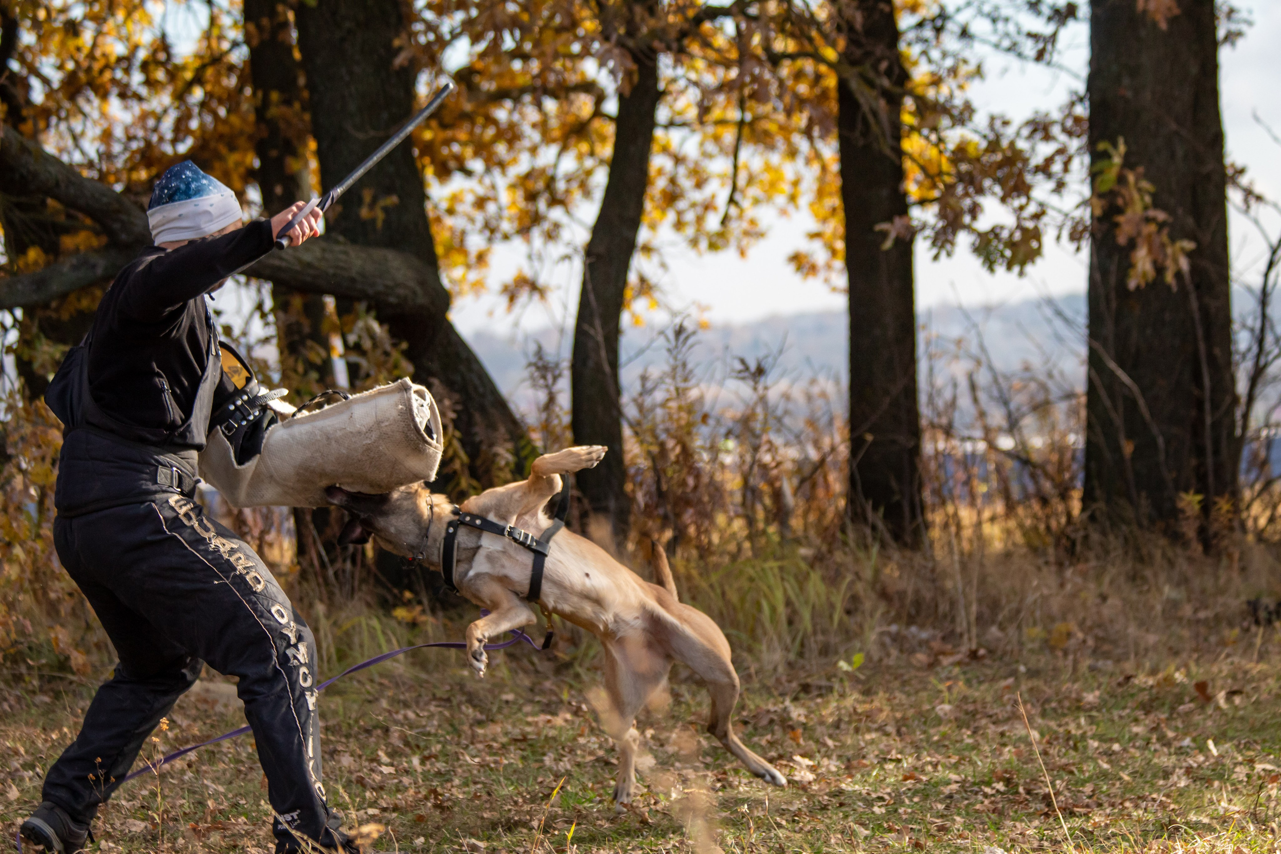 Тренинг защитного раздела. Фотограф анималист — Тула, Москва