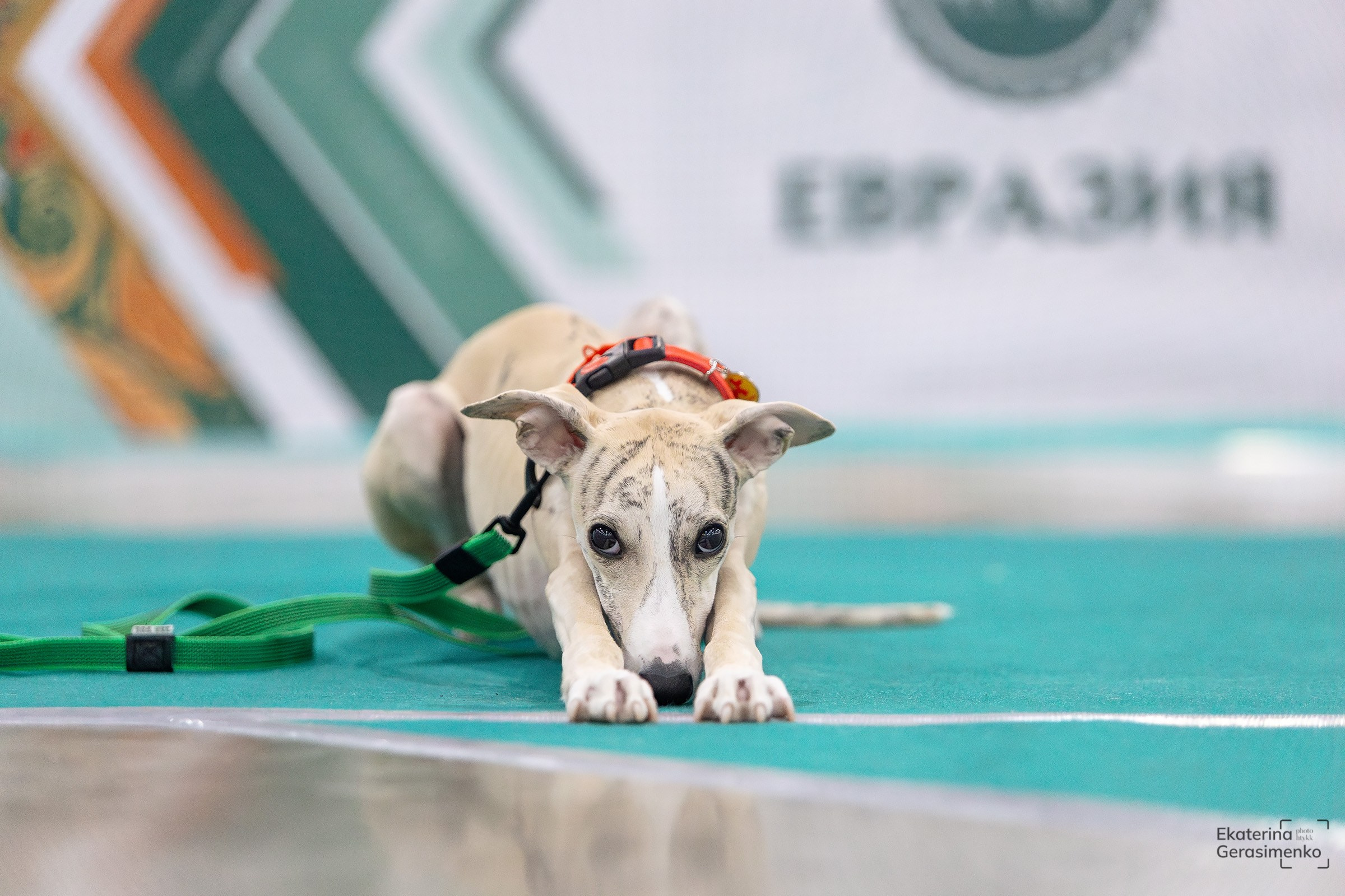 16–17 ноября 2024, Выставка ЕВРАЗИЯ, г. Москва. Htykk_photo