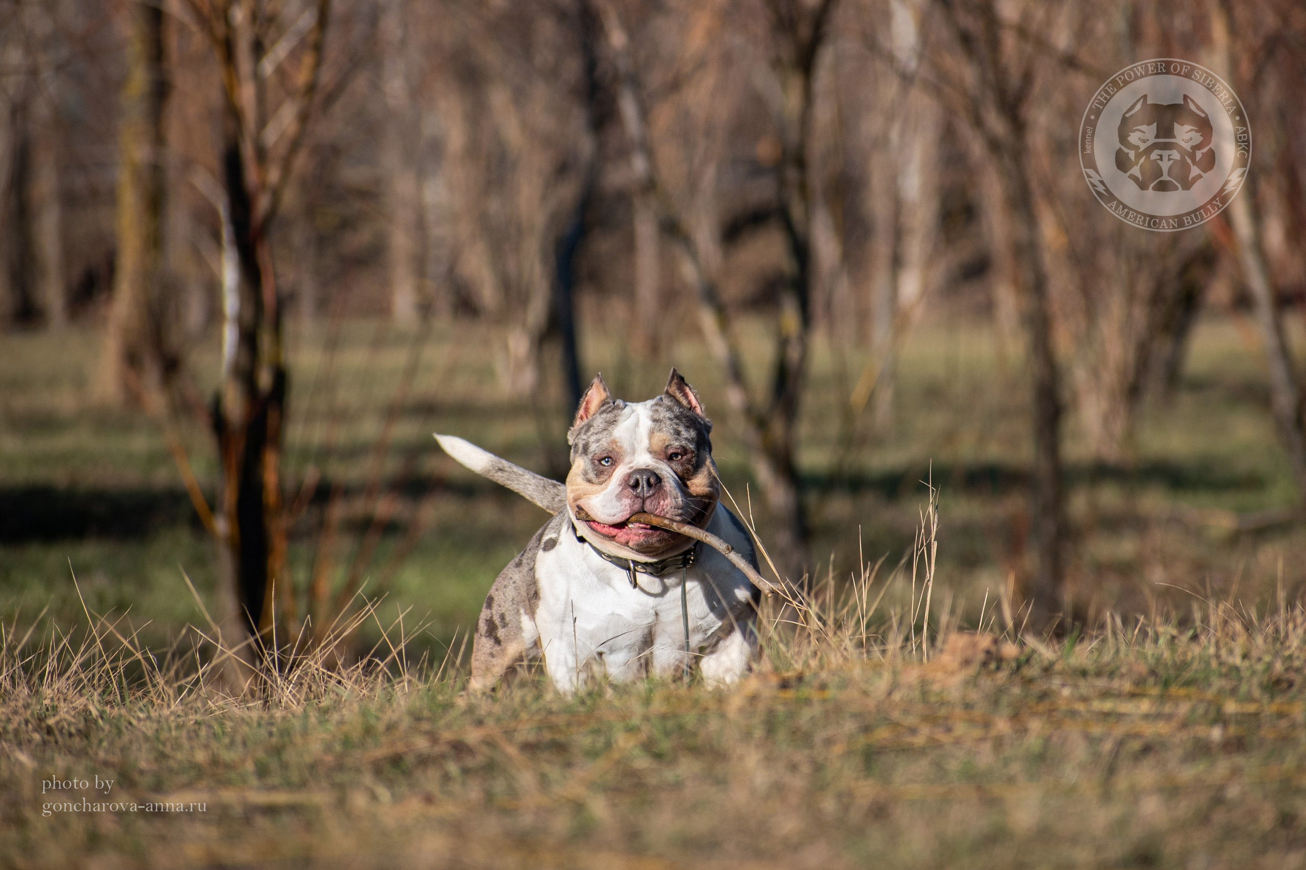 кобель на вязку American Bully в Белоруссии