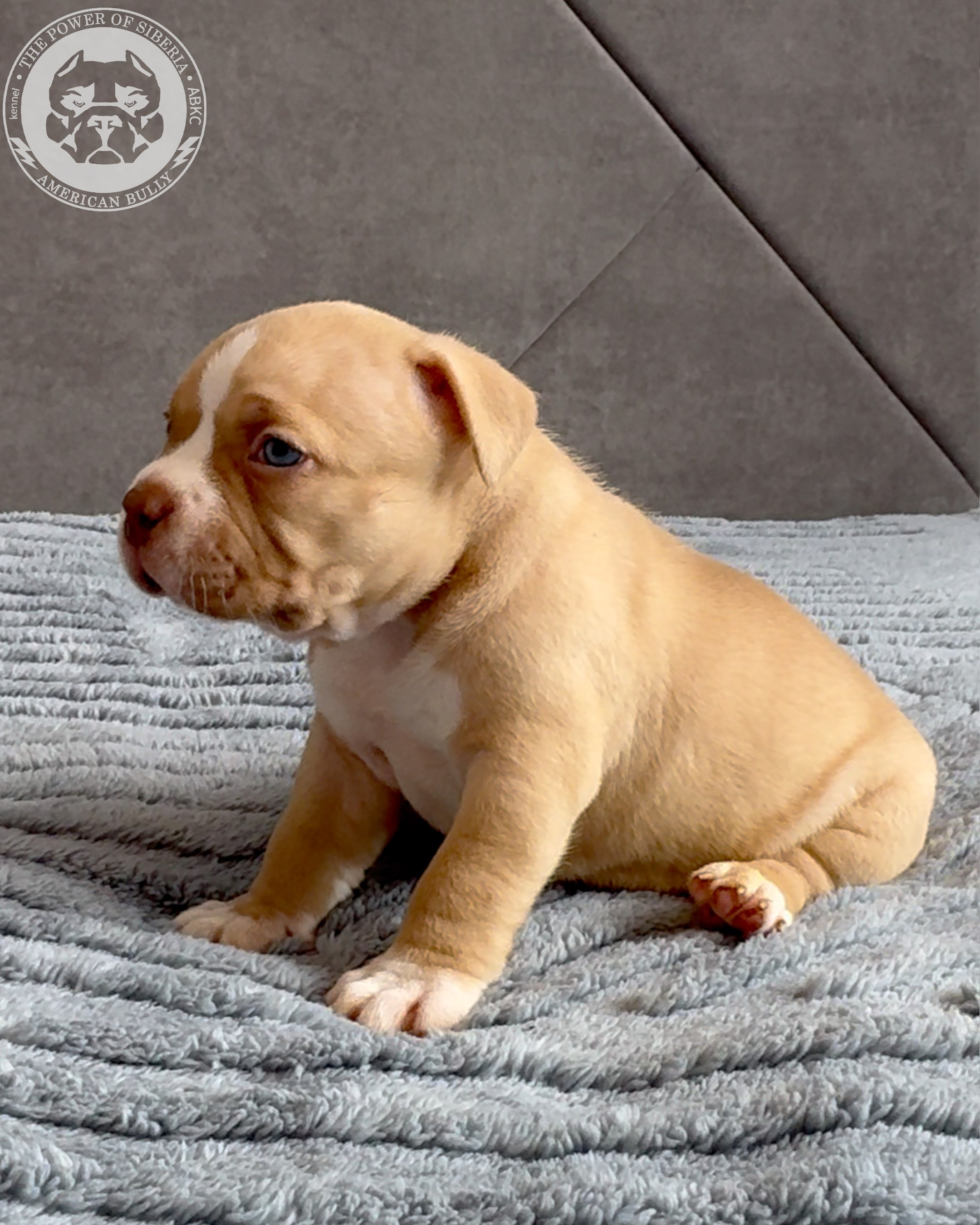 Свободные щенки Американский Булли стандарт и Свободные щенки Американский Булли классик. Американский Булли в г. Ростов-на-Дону. Питомник THE POWER OF SIBERIA