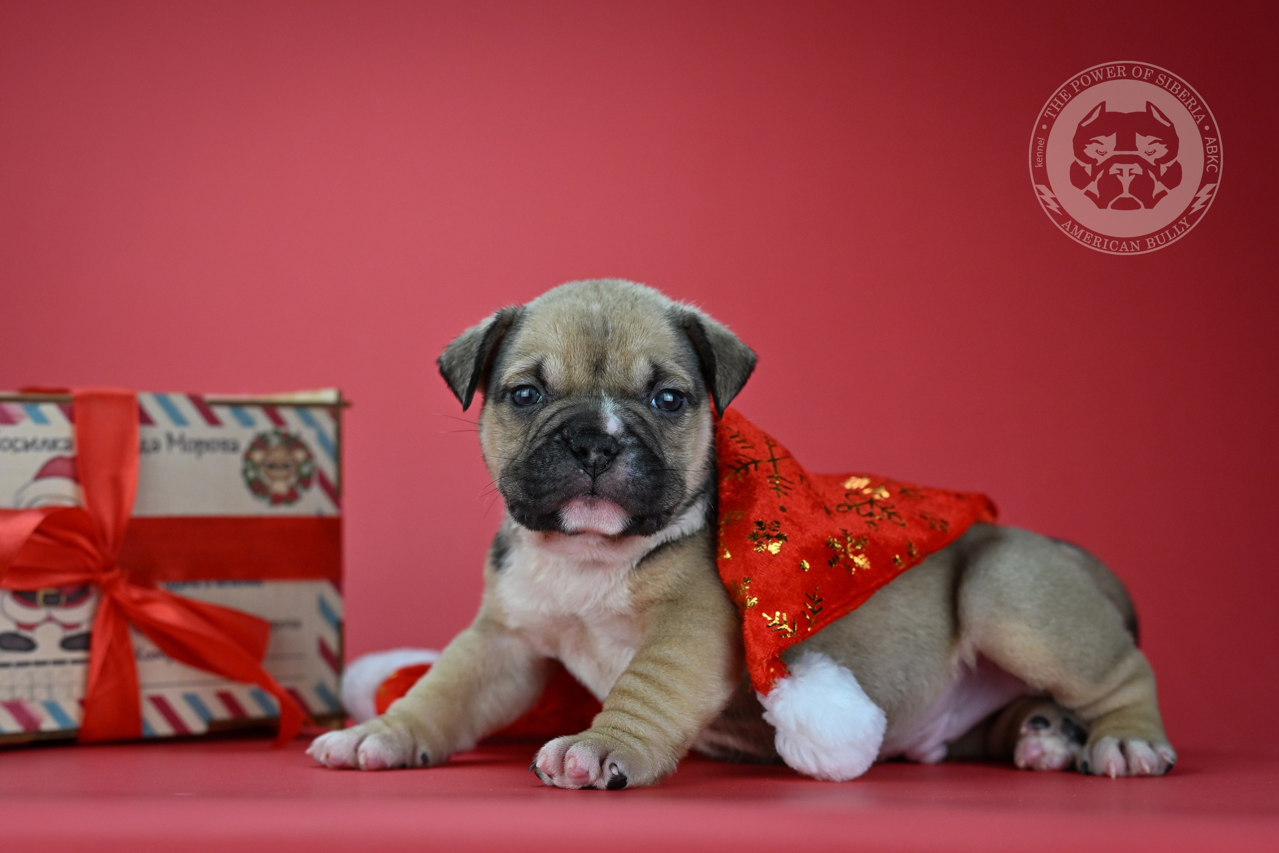 22.11.25 Тагира-Каспер. Американский Булли в г. Ростов-на-Дону. Питомник THE POWER OF SIBERIA