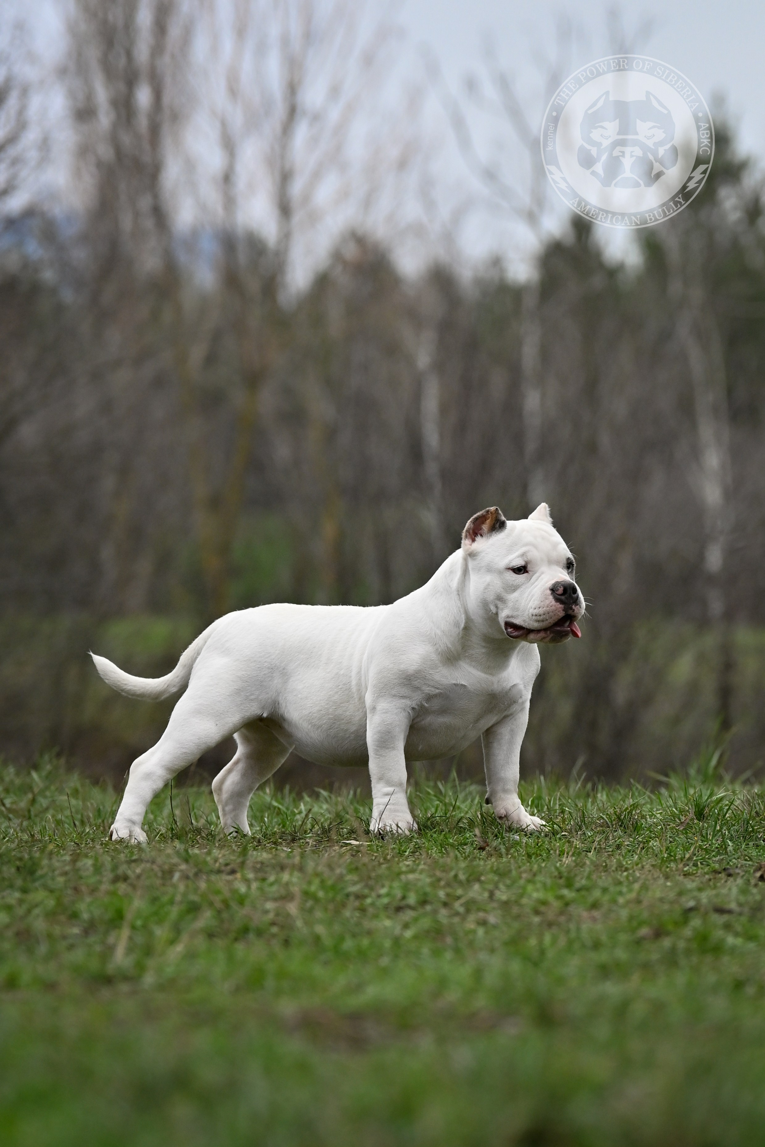 THE POWER OF SIBERIA ASYA. Американский Булли в г. Ростов-на-Дону. Питомник THE POWER OF SIBERIA