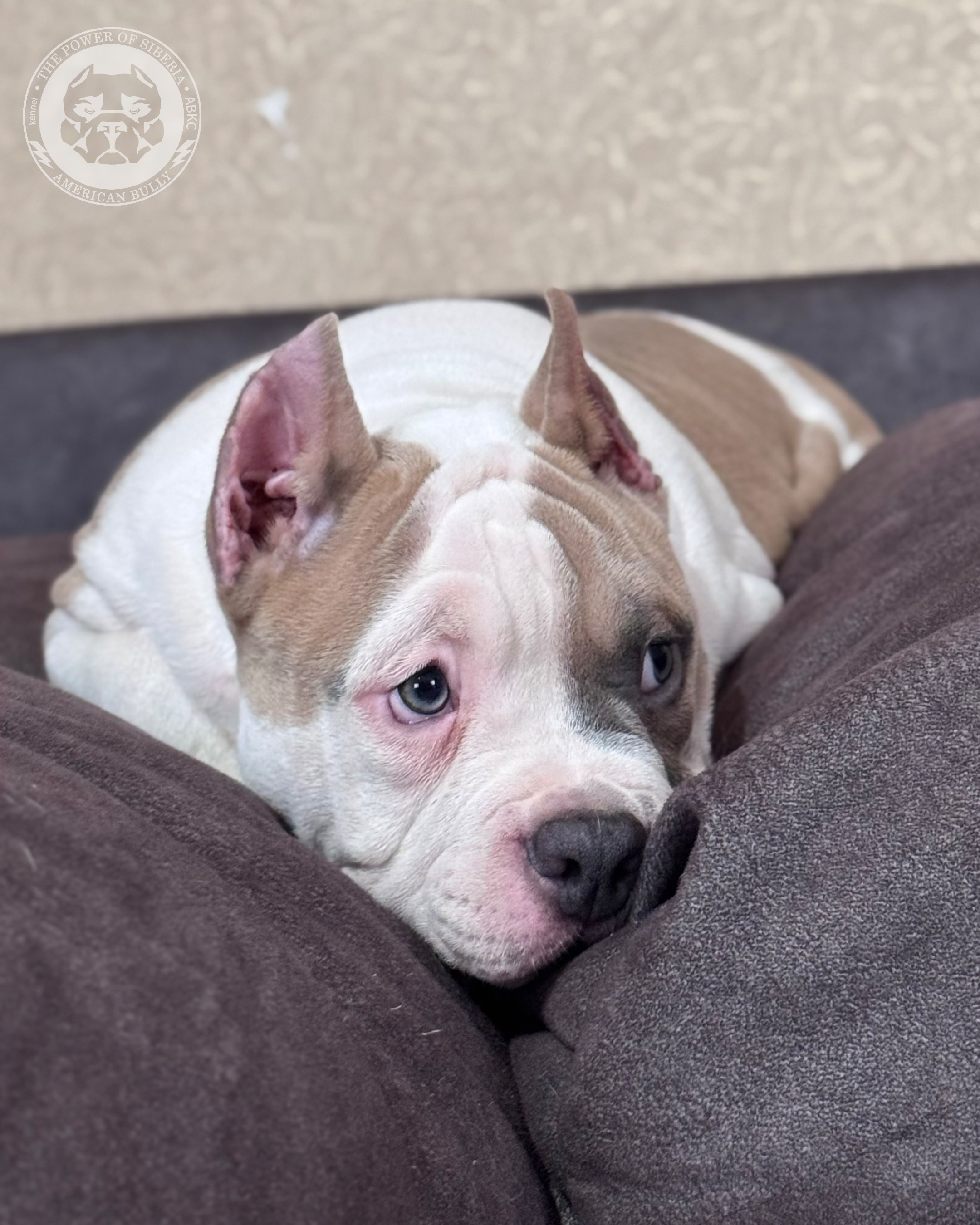 13.12.25-Мия-Турук. Американский Булли в г. Ростов-на-Дону. Питомник THE POWER OF SIBERIA