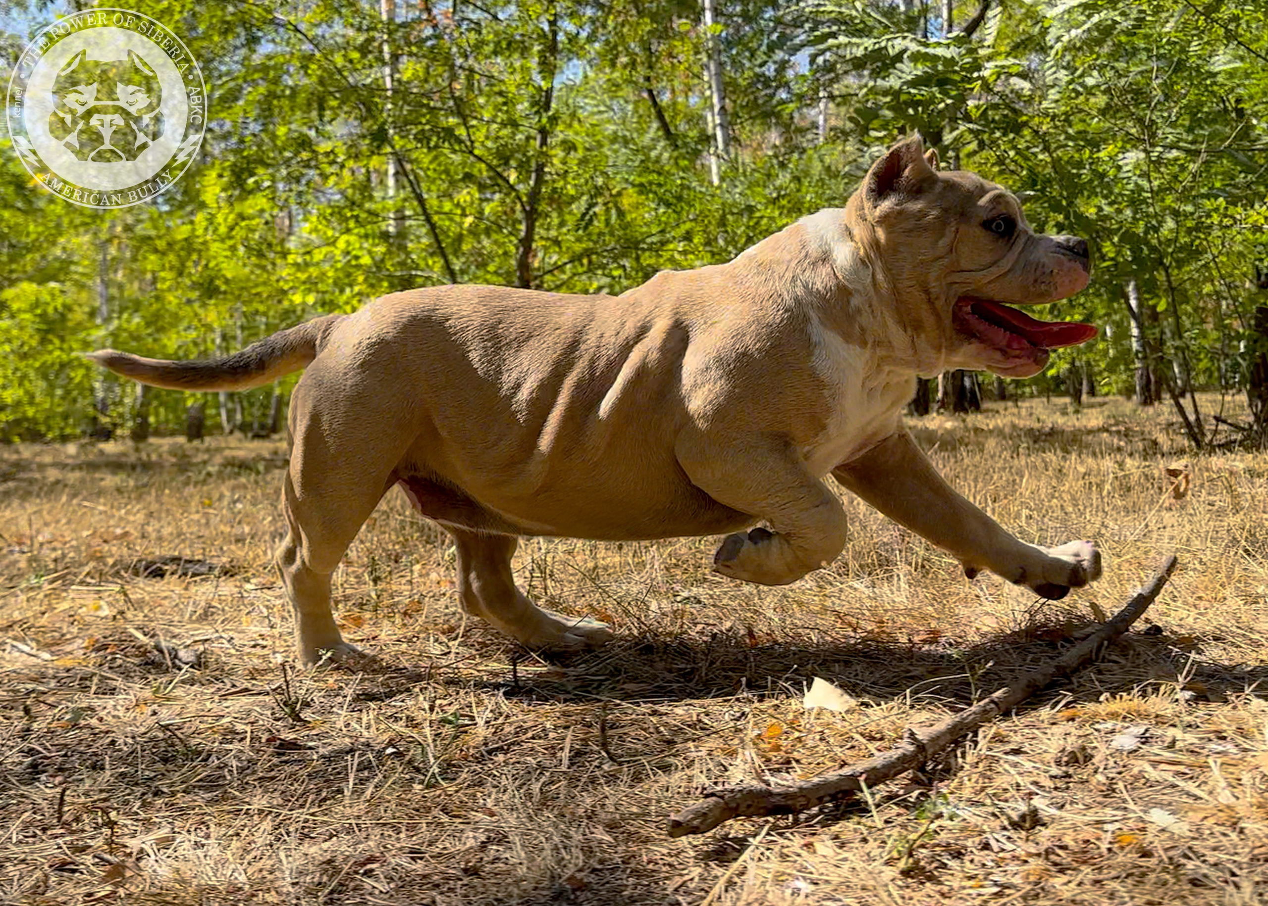 Помет Каспер и Тагира. 21.04.25. Американский Булли в г. Ростов-на-Дону. Питомник THE POWER OF SIBERIA