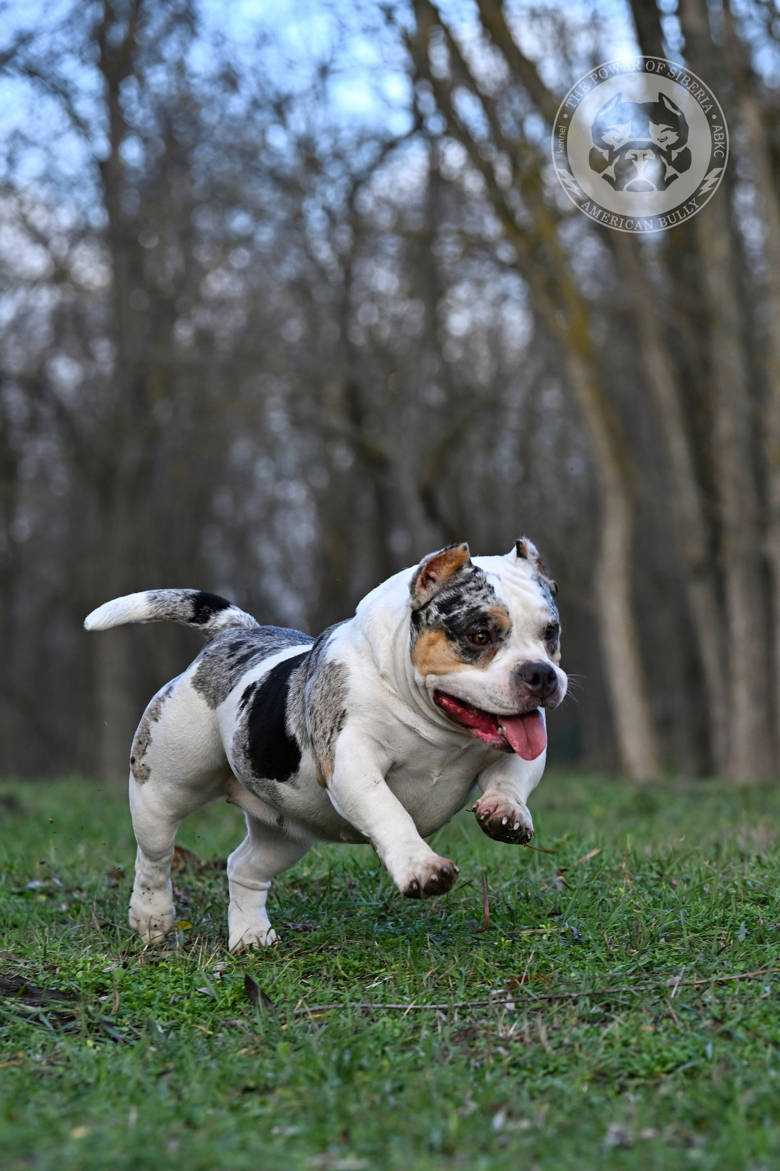 THE POWER OF SIBERIA BAFFI. Американский Булли в г. Ростов-на-Дону. Питомник THE POWER OF SIBERIA