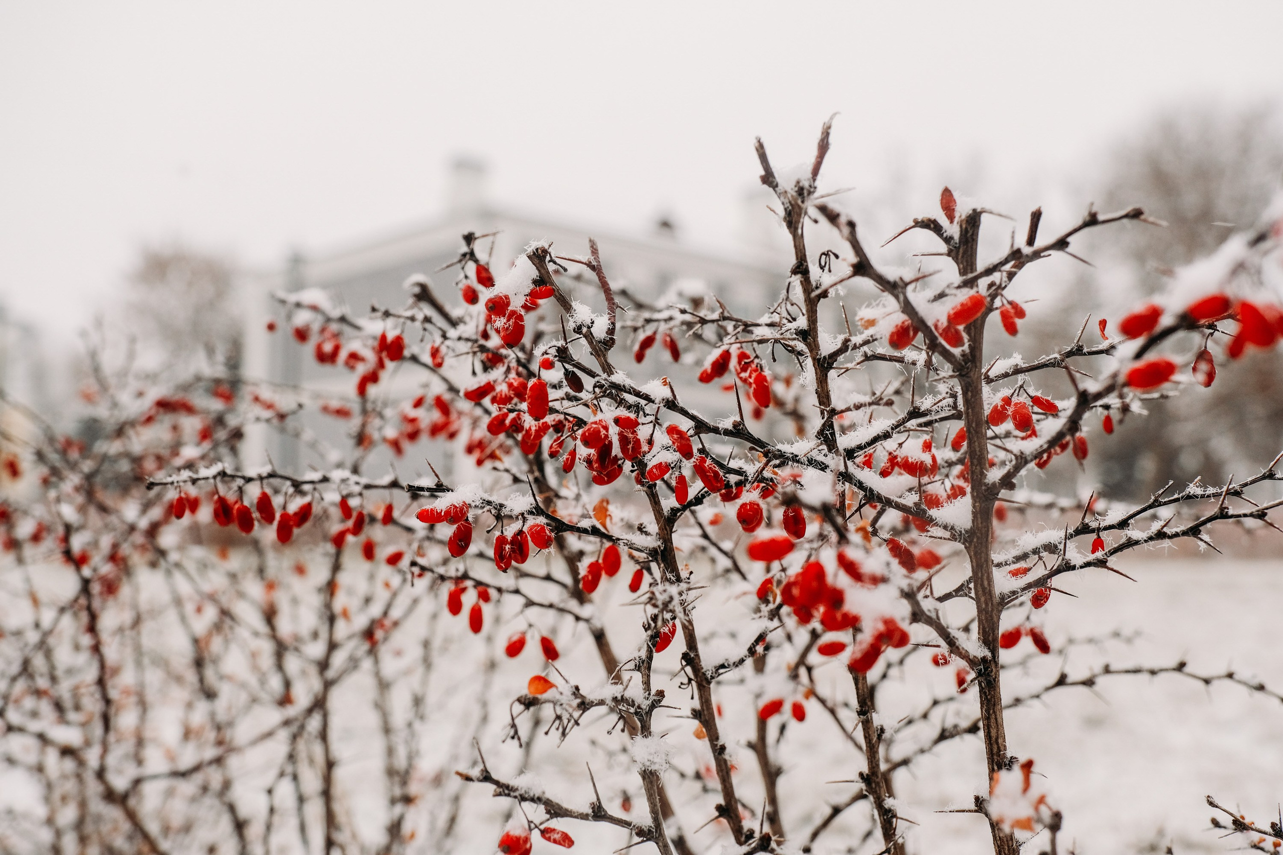 Снегопад. Фотограф Анатолий Деникин
