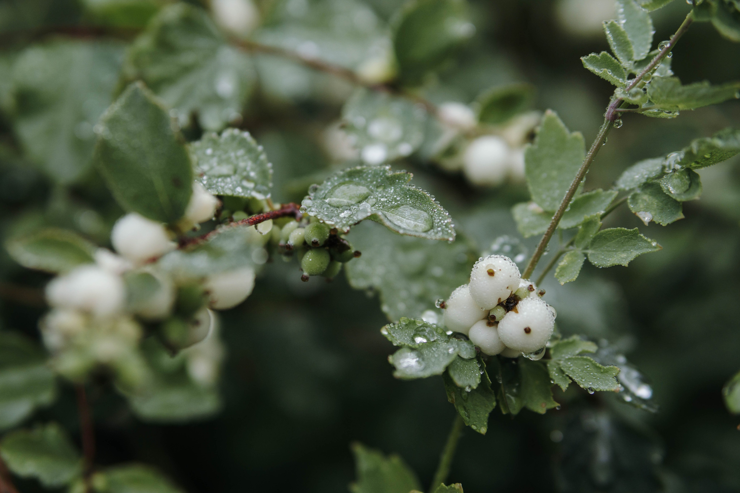 Наташа, Сережа и Хавьер. Фотограф-анималист Ксения Воробьева, Москва