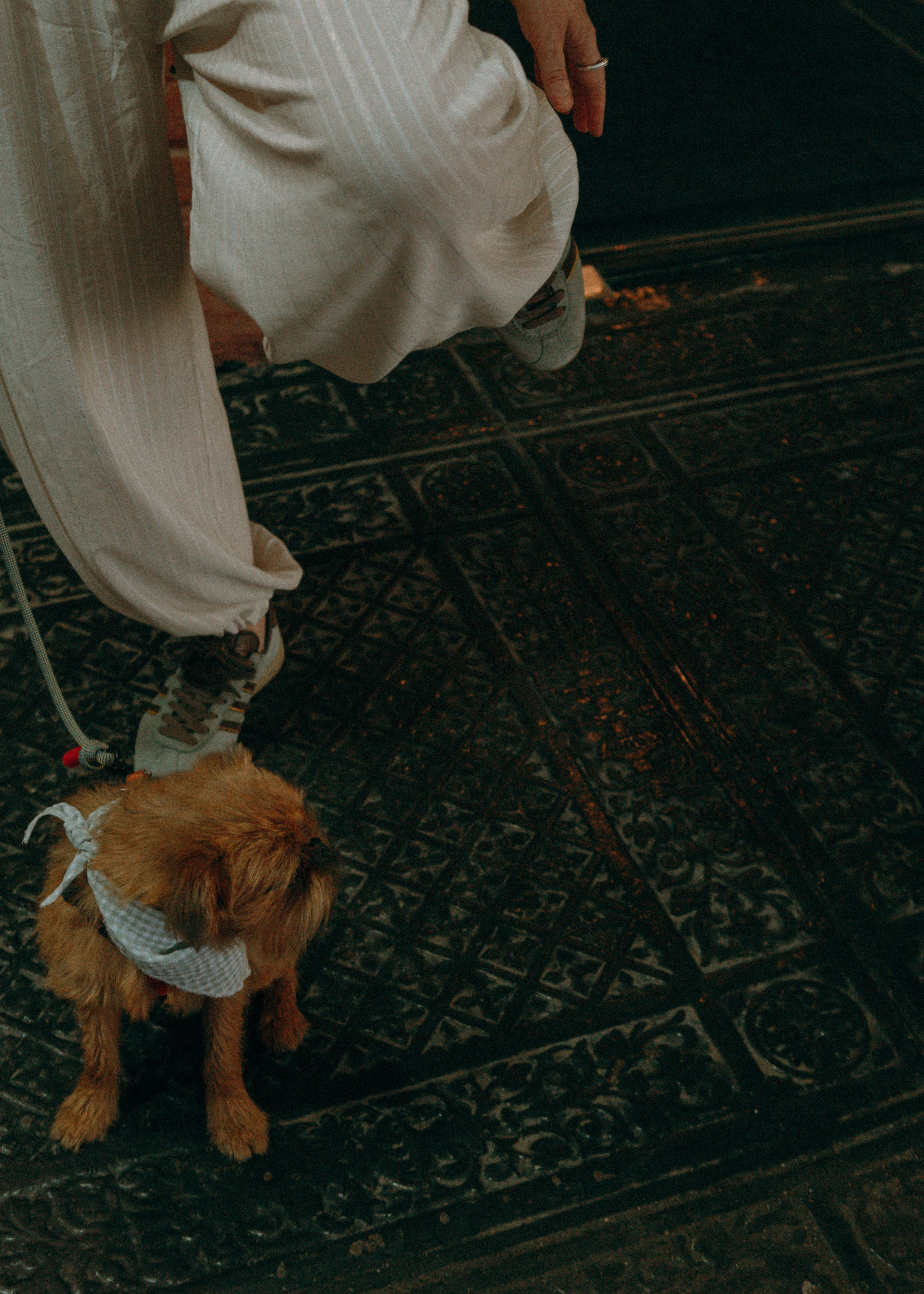 Лена и Альфи. Фотограф-анималист Ксения Воробьева, Москва