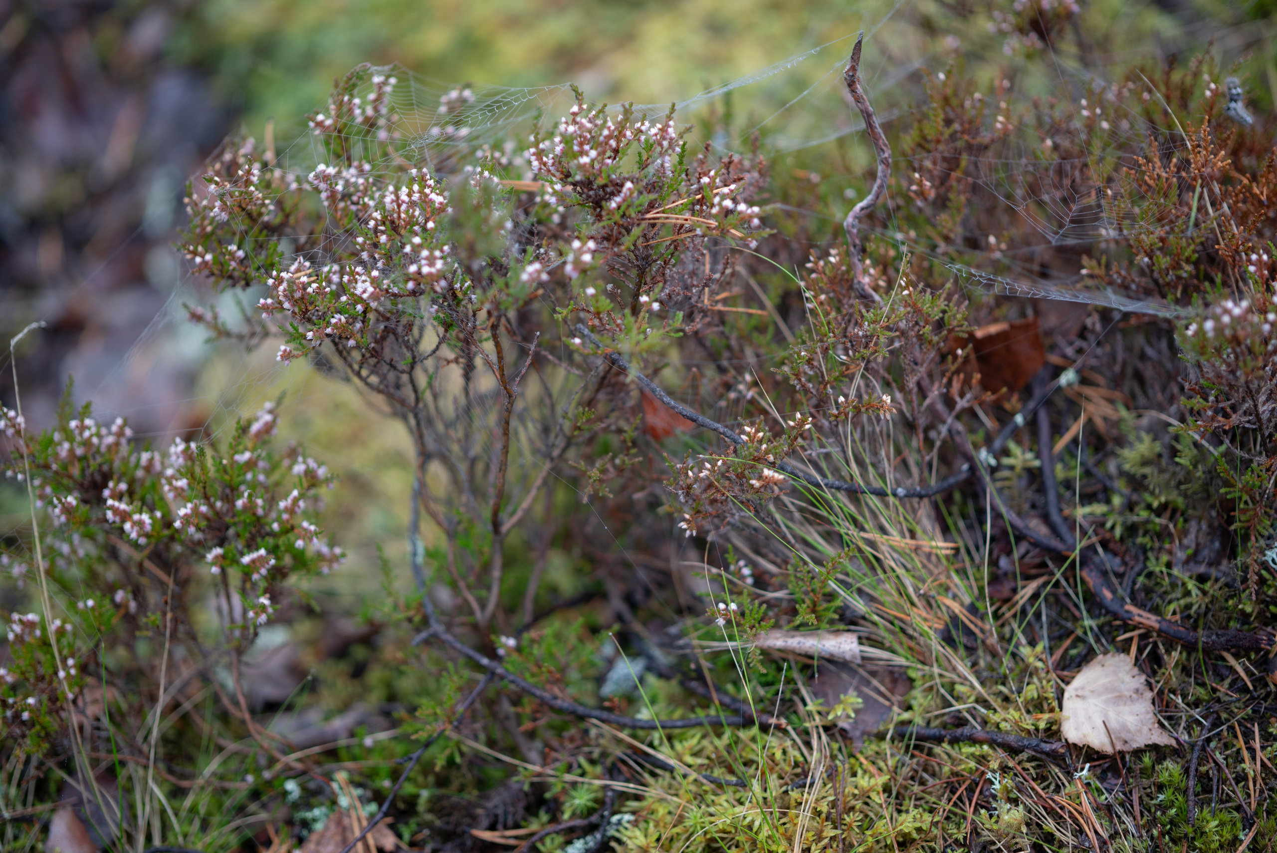 Осень на 85DFA*. Портретный фотограф Денис Милютин