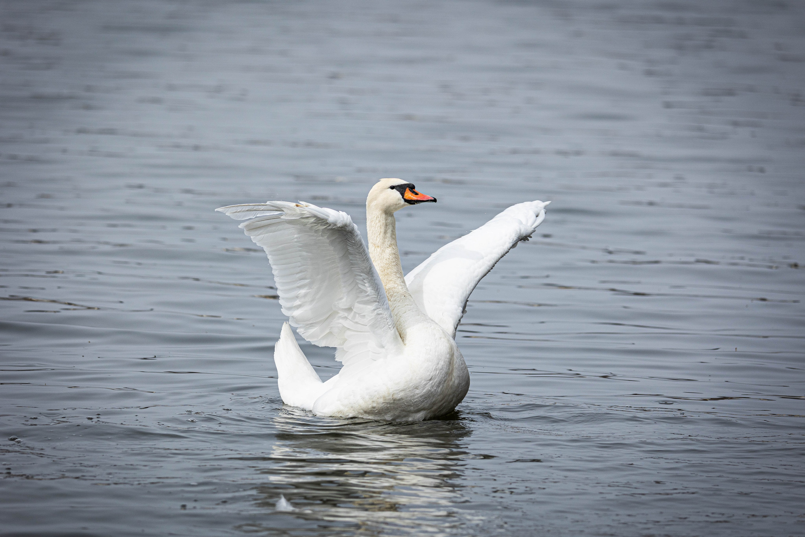 Парк Малинки 2026. Фотограф-АниМалист Анна Абрамова
