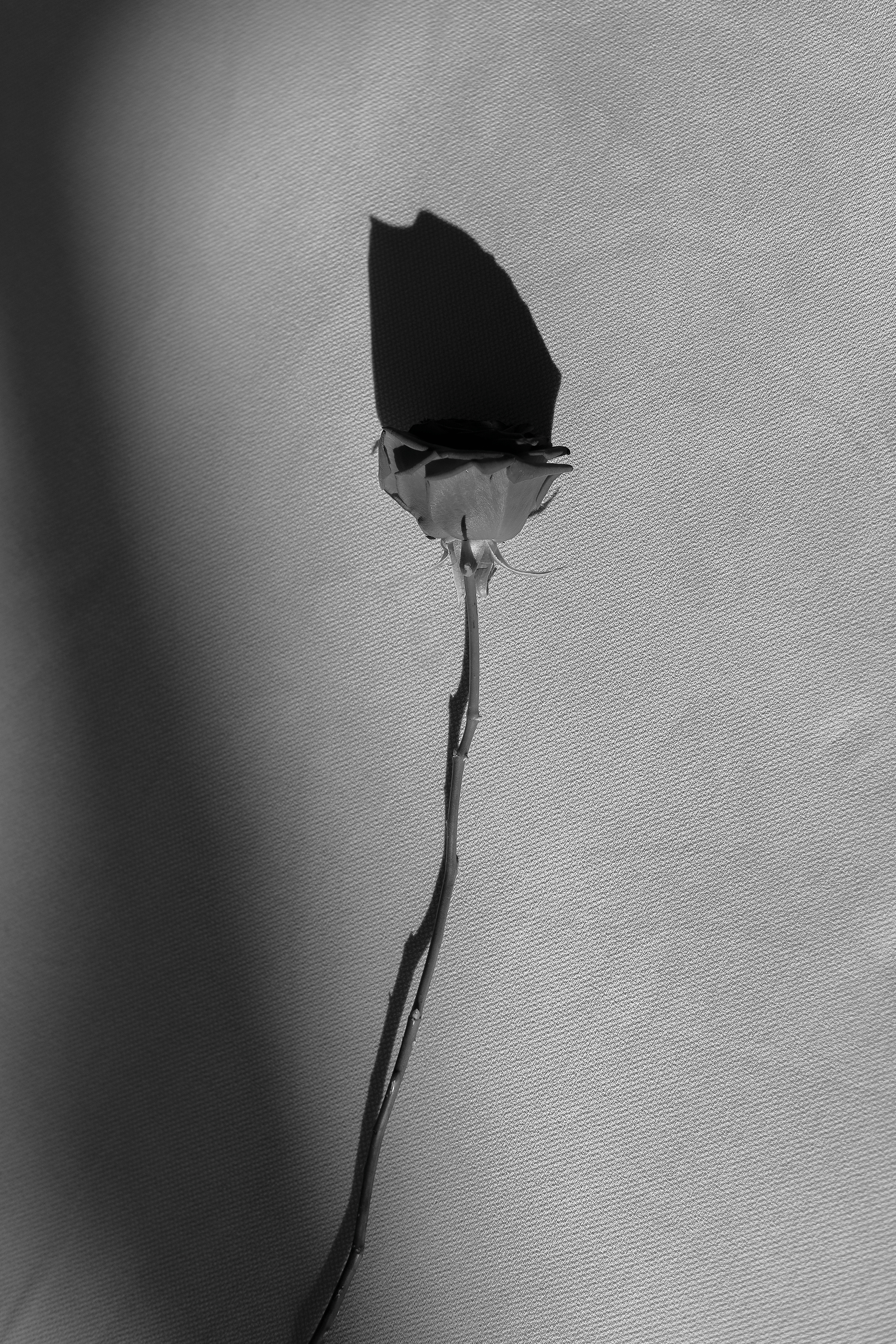 Alexandra. Твой душевный фотограф — Ирина Амирбекова