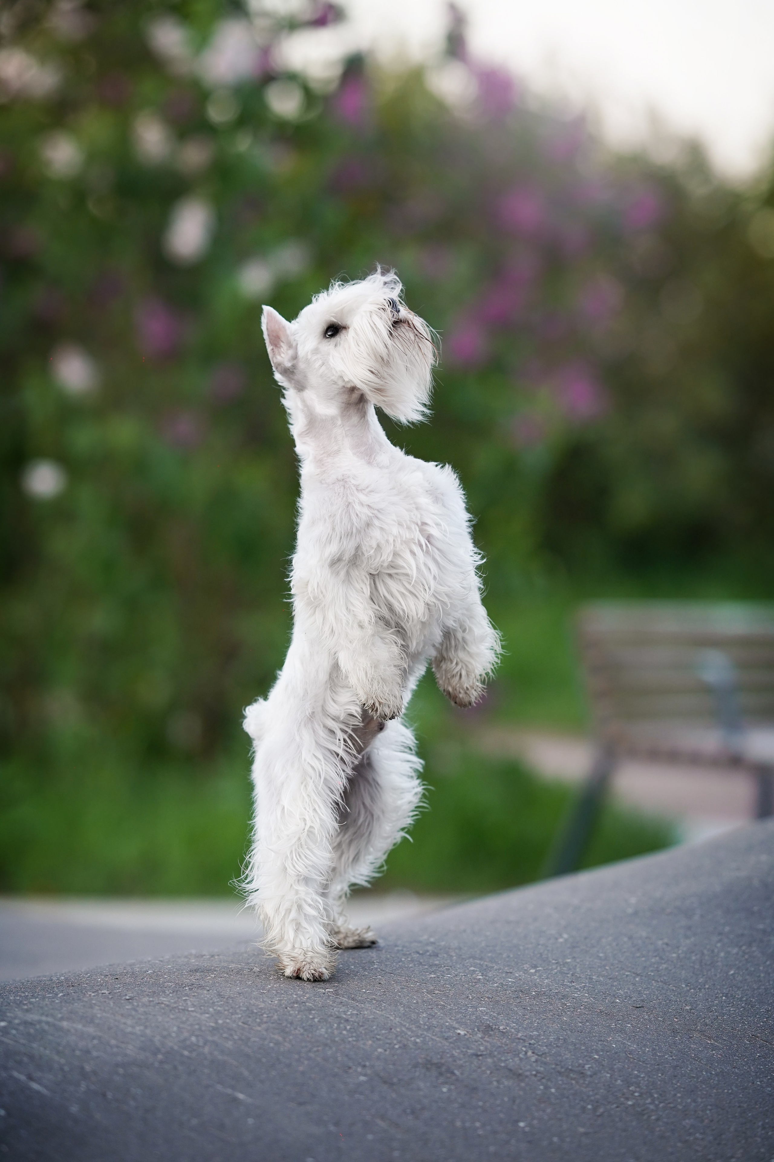 Оля и Доминик. Фотограф-анималист в Санкт-Петербурге Яна Мартынова
