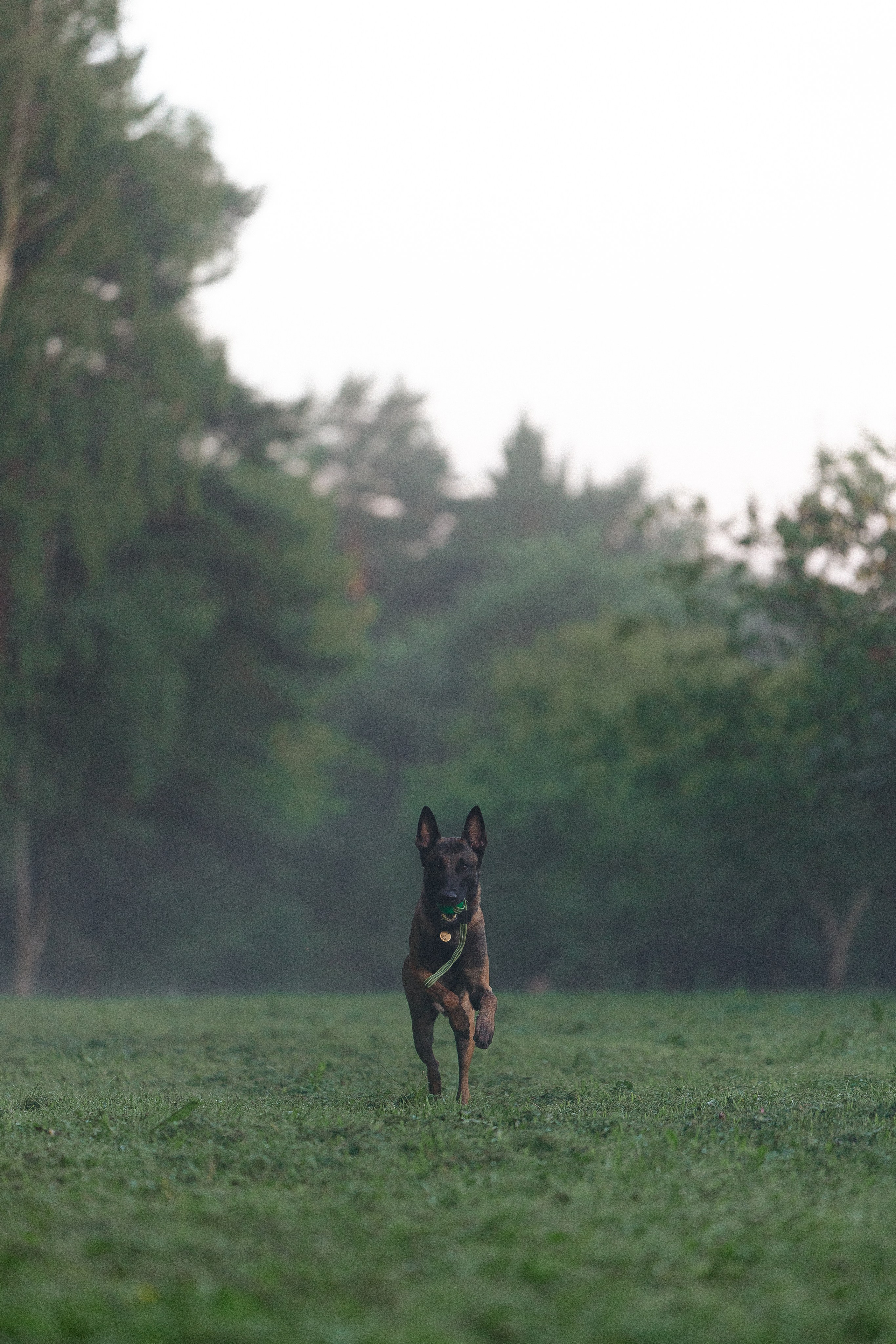 Галина и Кодекс. Фотограф и видеограф анималист Аганина Дарья