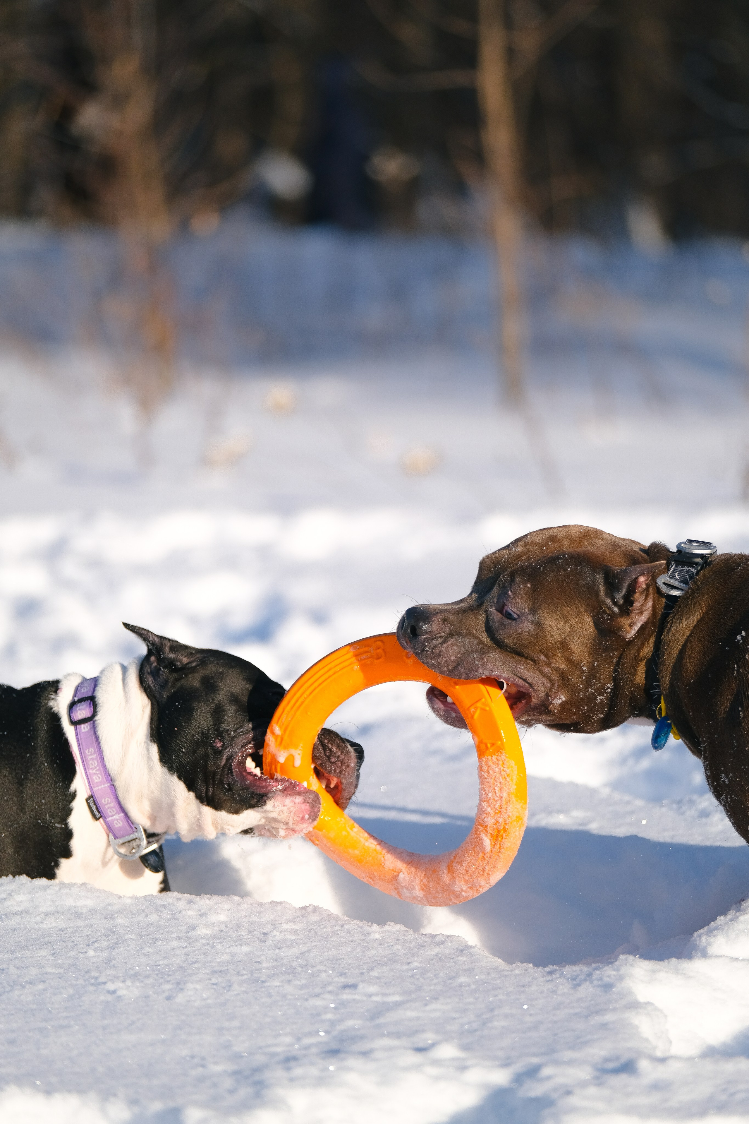 Баста и Эйгон. Фотограф и видеограф анималист Аганина Дарья
