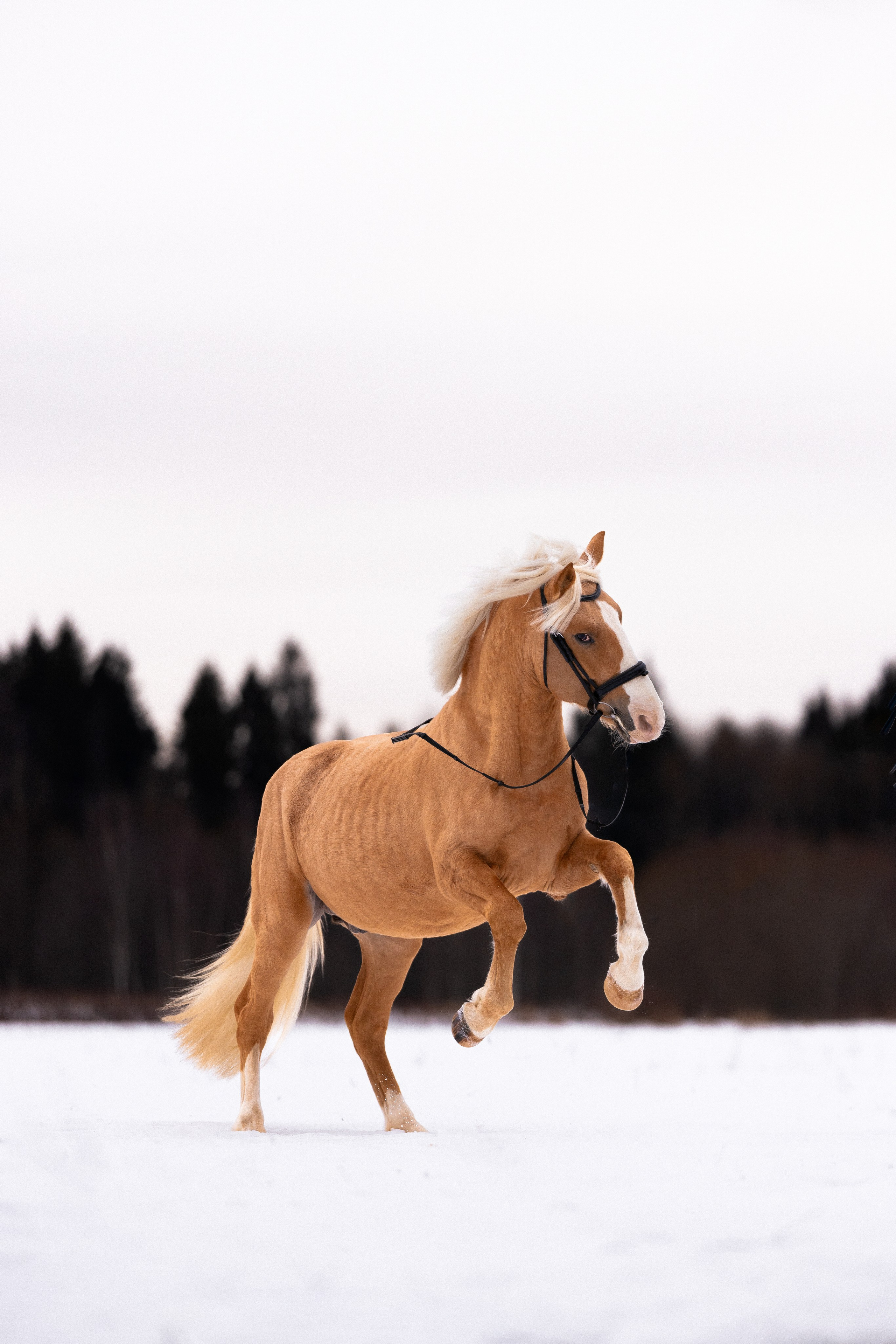 Бейкер. Фотограф и видеограф анималист Аганина Дарья