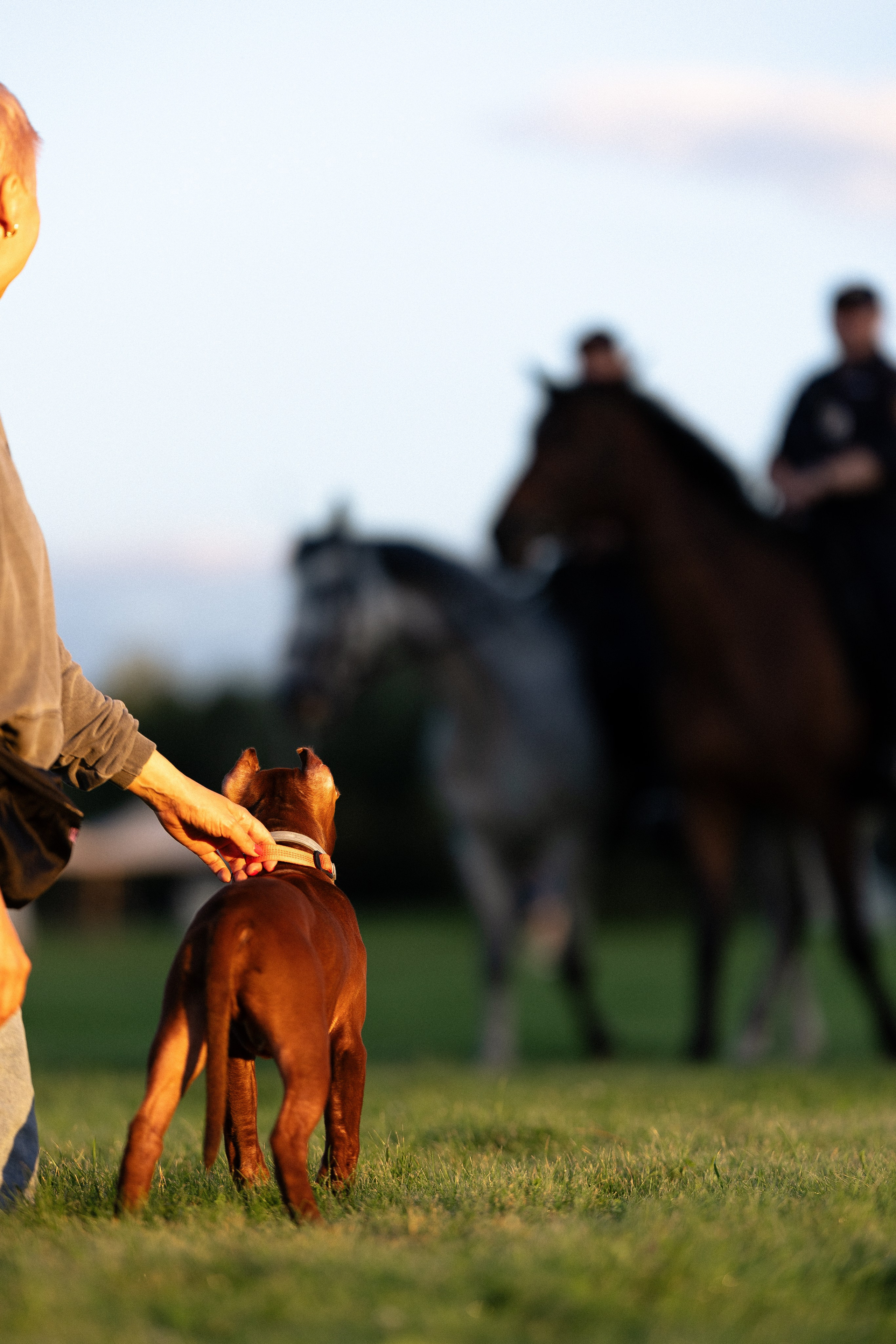 Елена и Хан. Фотограф и видеограф анималист Аганина Дарья