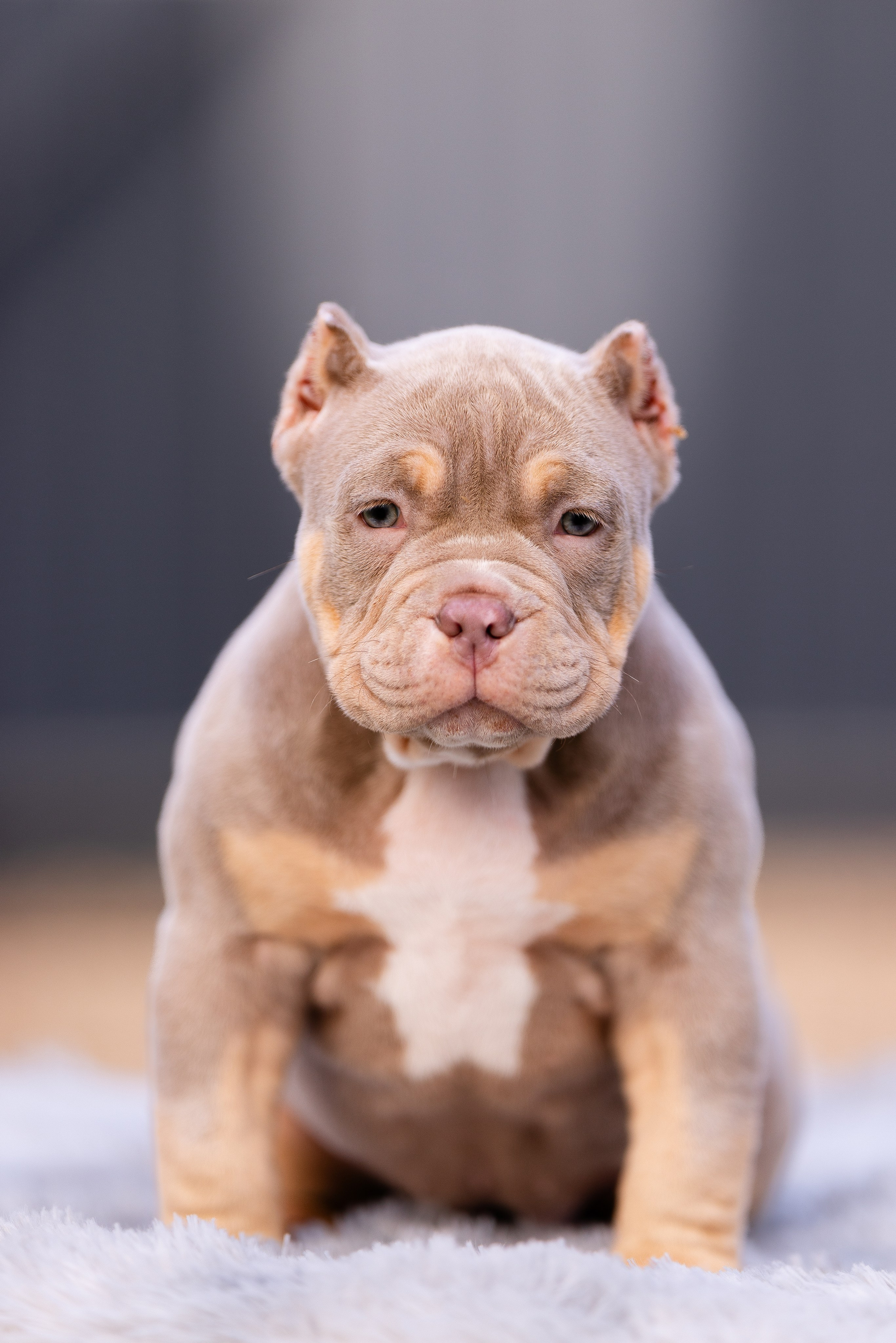 Булли. Фотограф и видеограф анималист Аганина Дарья