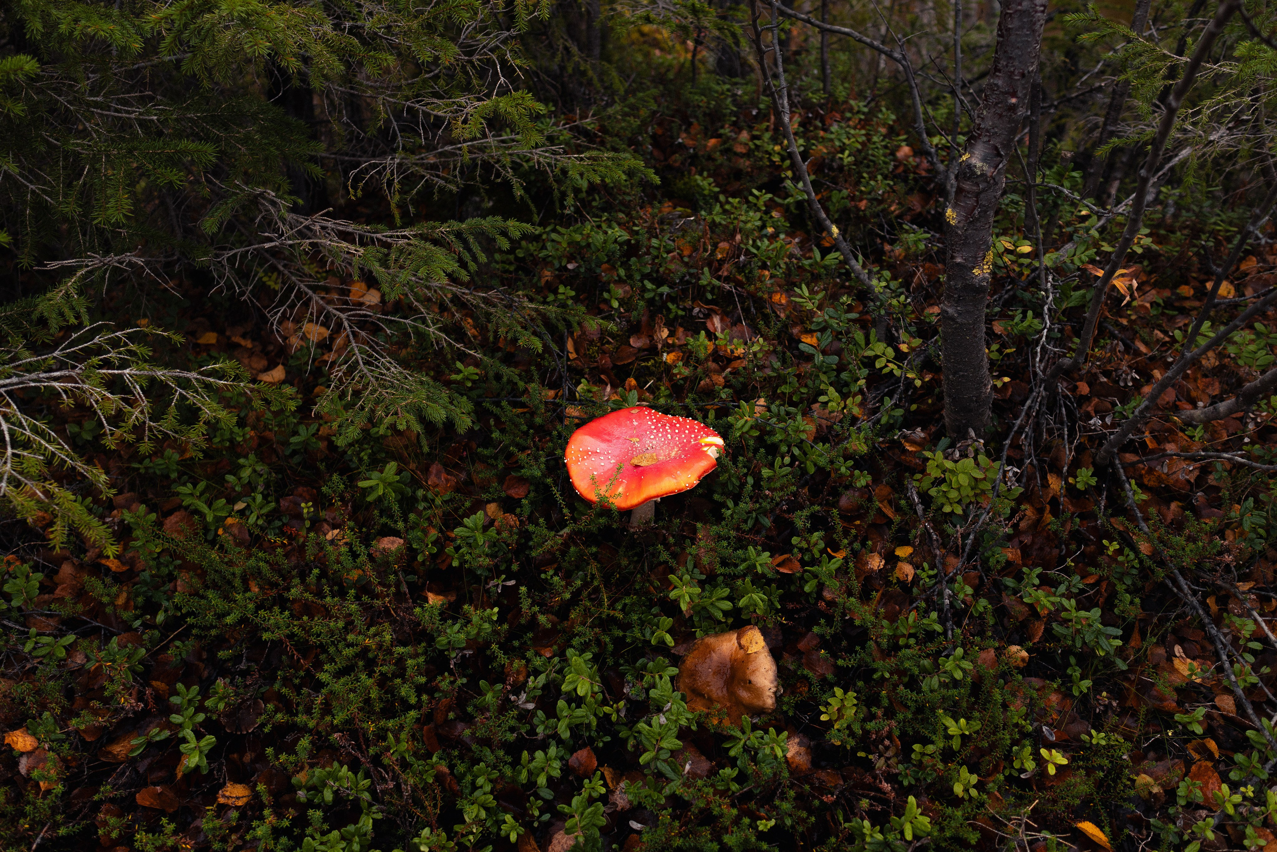 Кольский. Фотограф и видеограф анималист Аганина Дарья