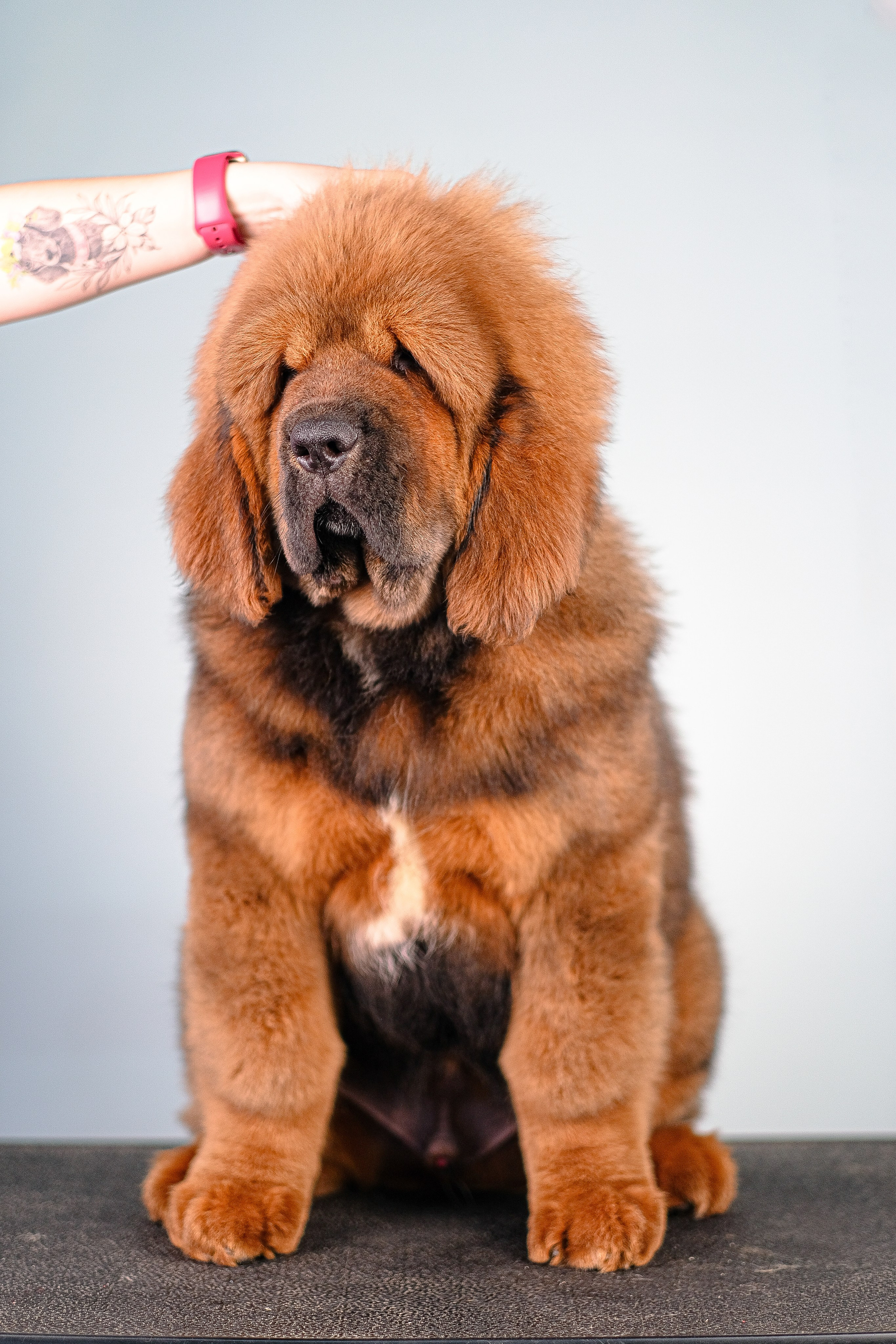 Тибетский мастиф. Фотограф и видеограф анималист Аганина Дарья