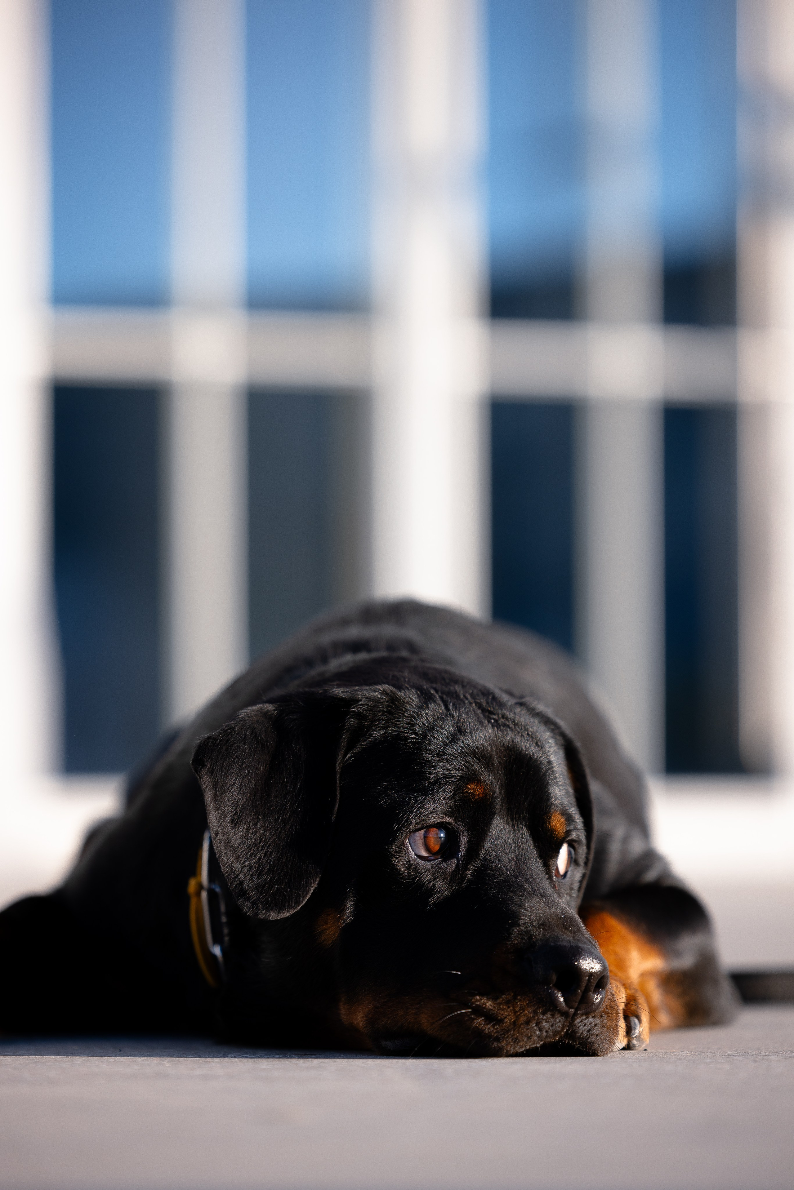 Катя, Леша, Трой и Лея. Фотограф и видеограф анималист Аганина Дарья