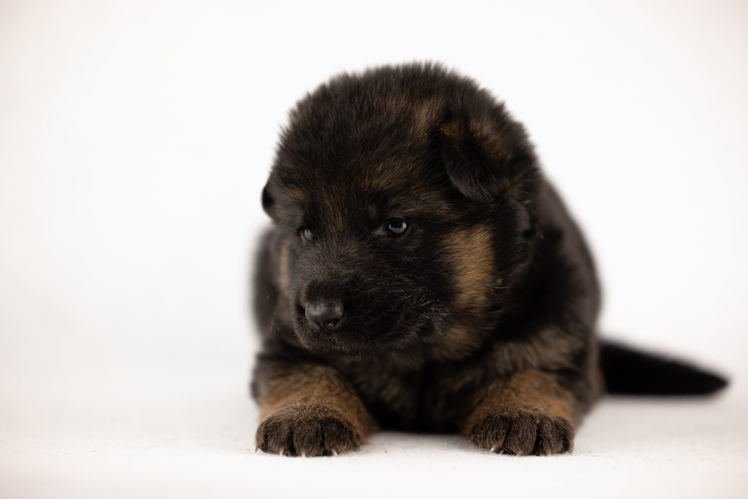 Немецкая овчарка. Фотограф и видеограф анималист Аганина Дарья