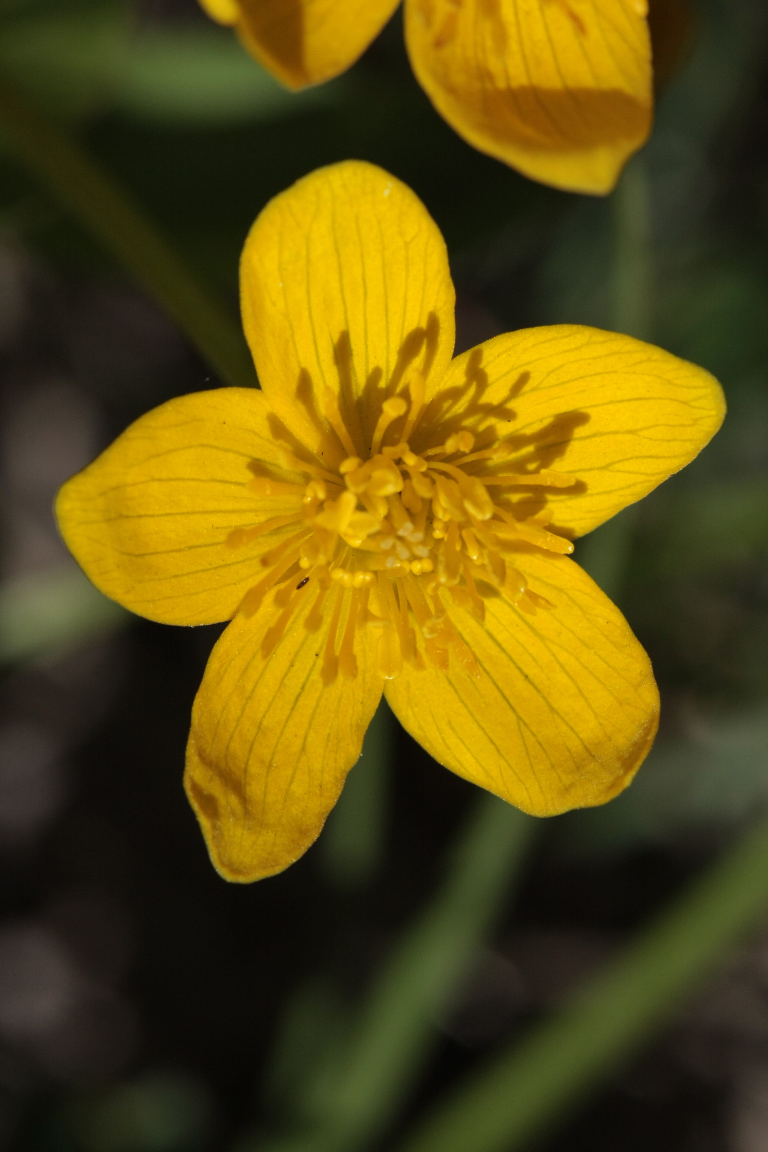 Фото Природы Забайкалья. Студия Максима Белослюдцева