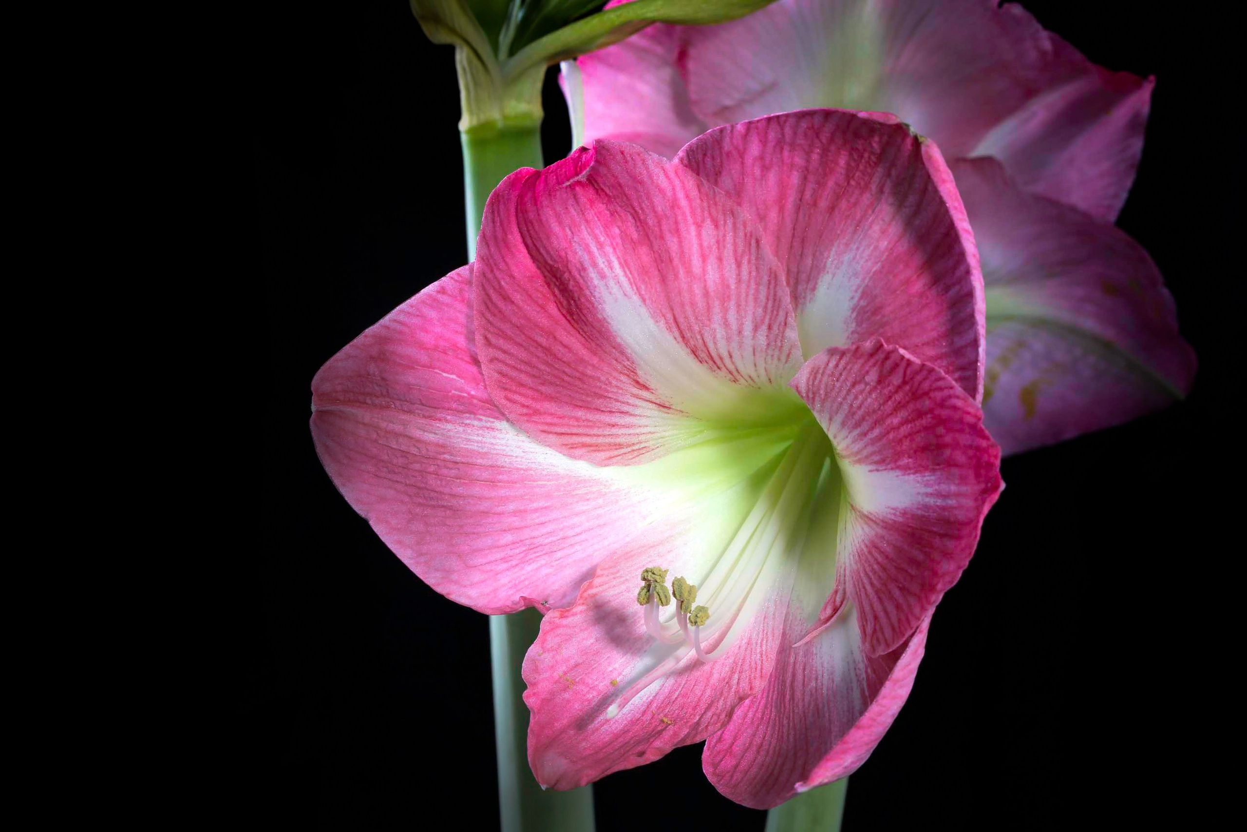 Фото Цветов. Студия Максима Белослюдцева