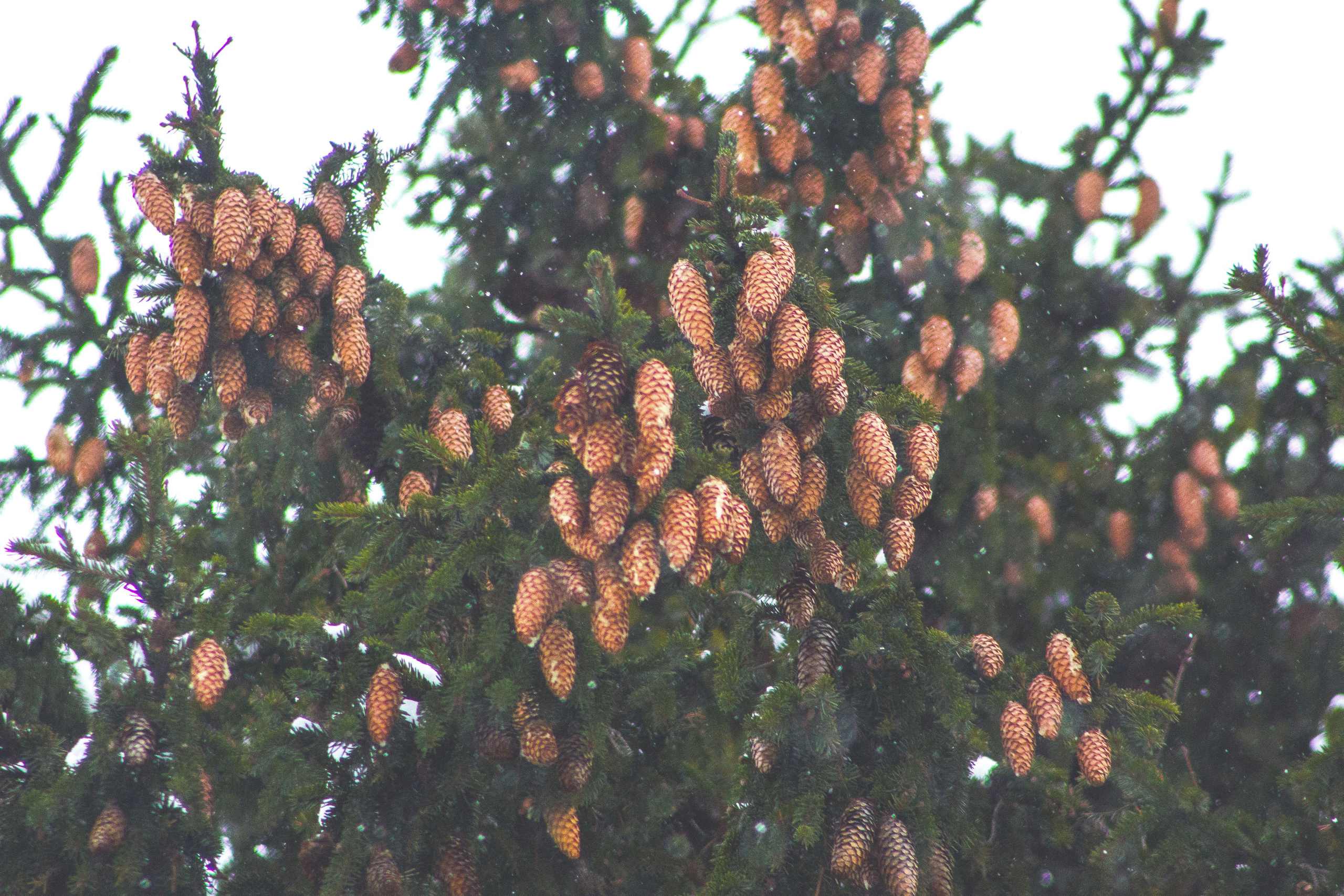 Природное. Обо всём