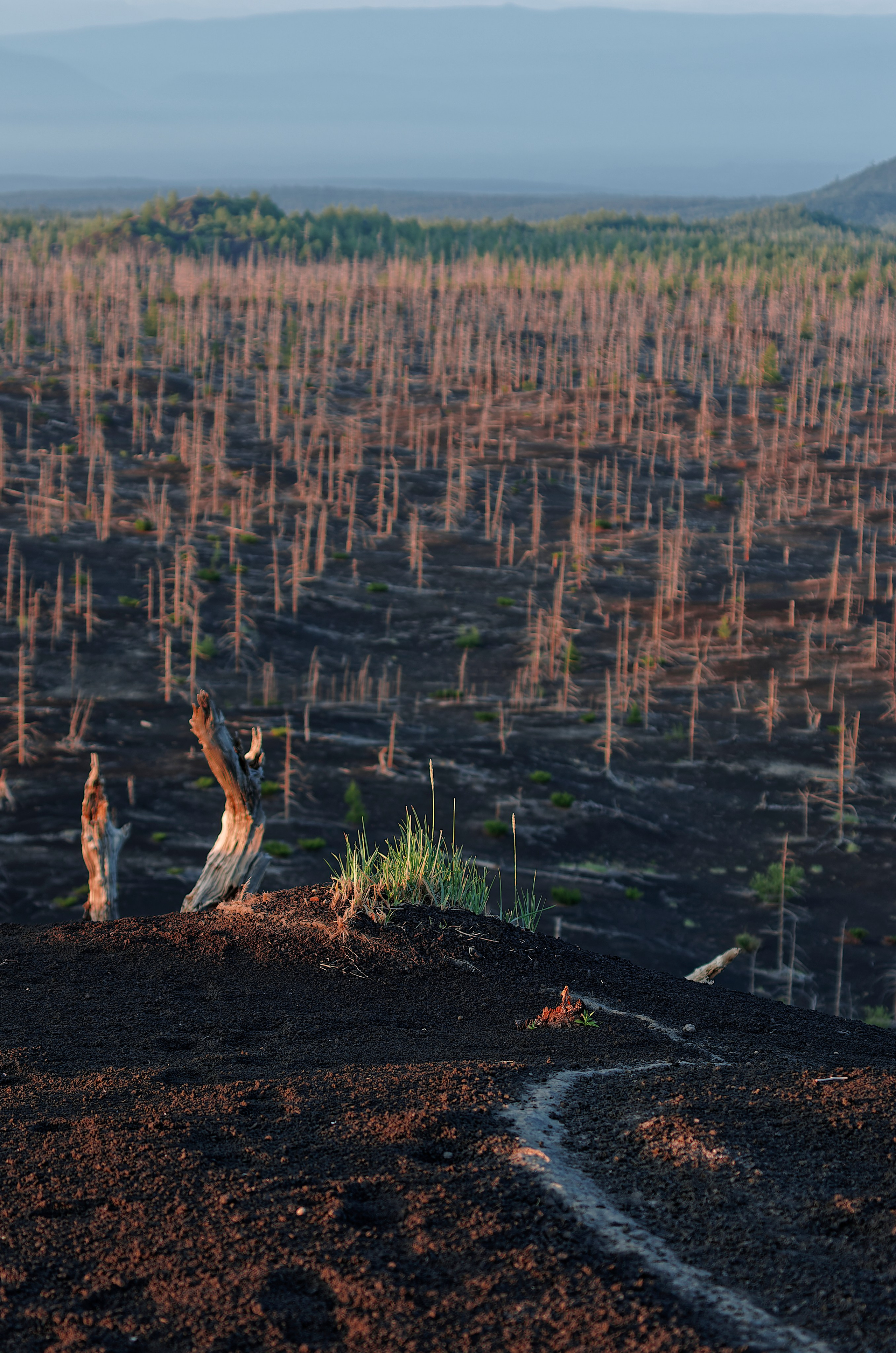 Камчатка, вид на мертвый лес на рассвете с безымянной сопки