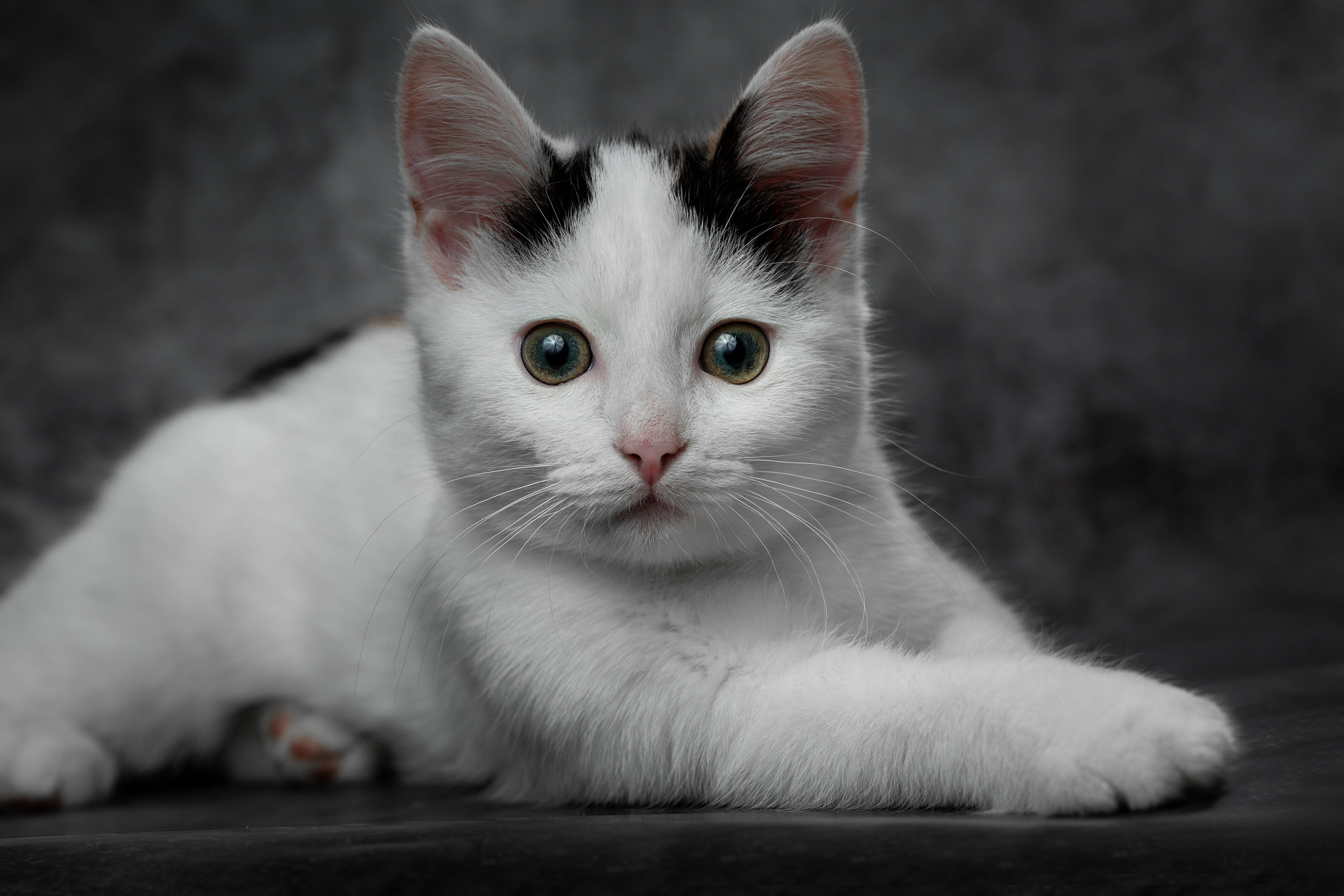 Фотосъемка животных. Свадебный и портретный фотограф из Санкт-Петербурга Геннадий Чистов