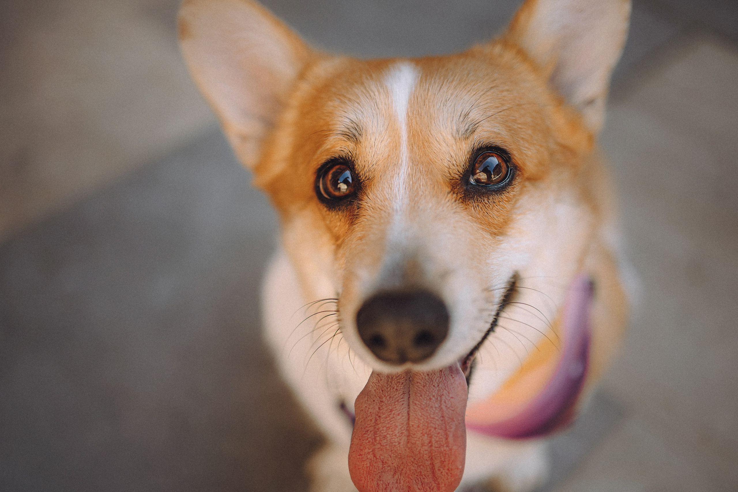 Вика и Мейзи