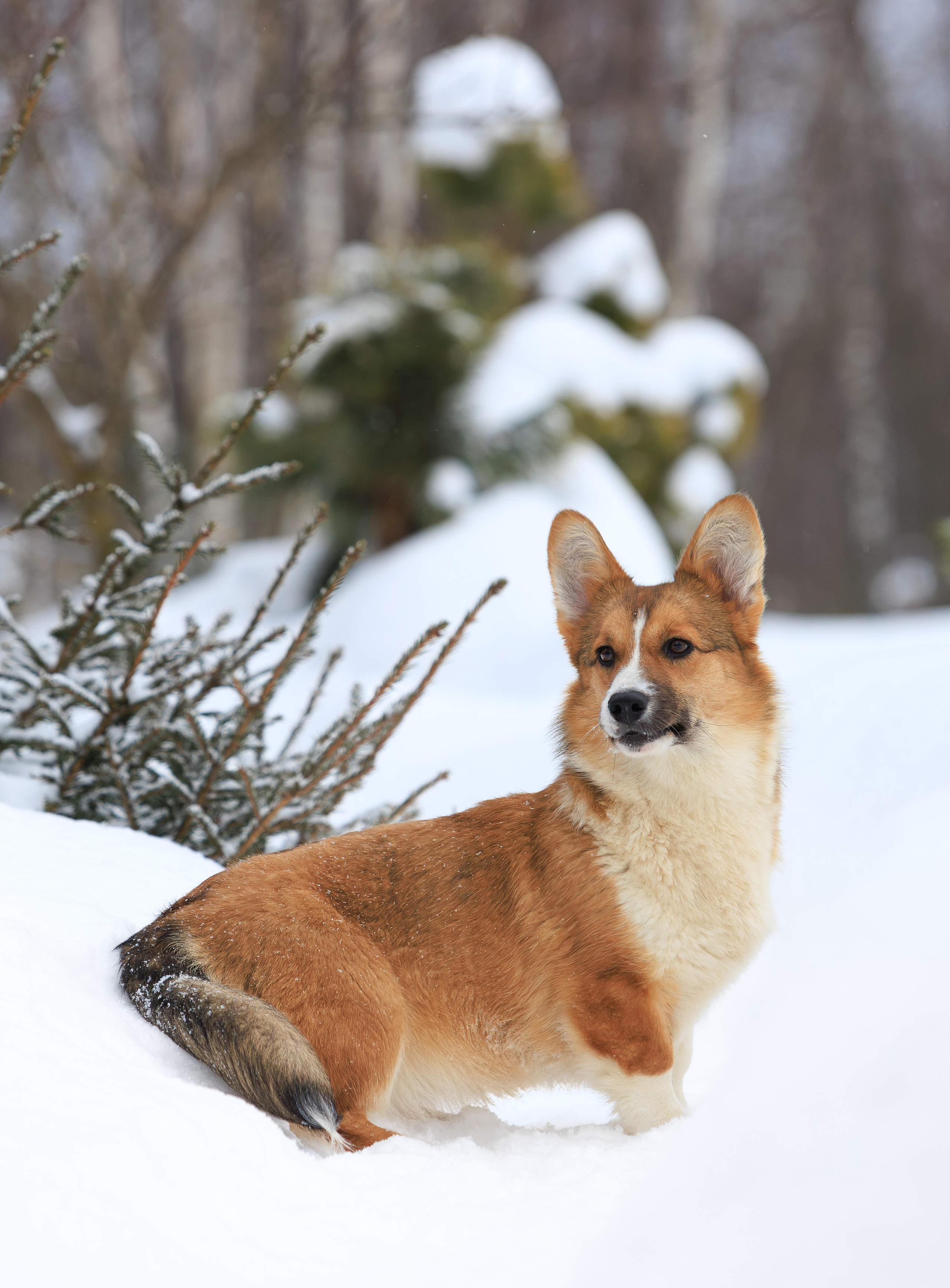 Корги и ВЕО зимой. Фотограф-анималист в Москве, МО и Владимире