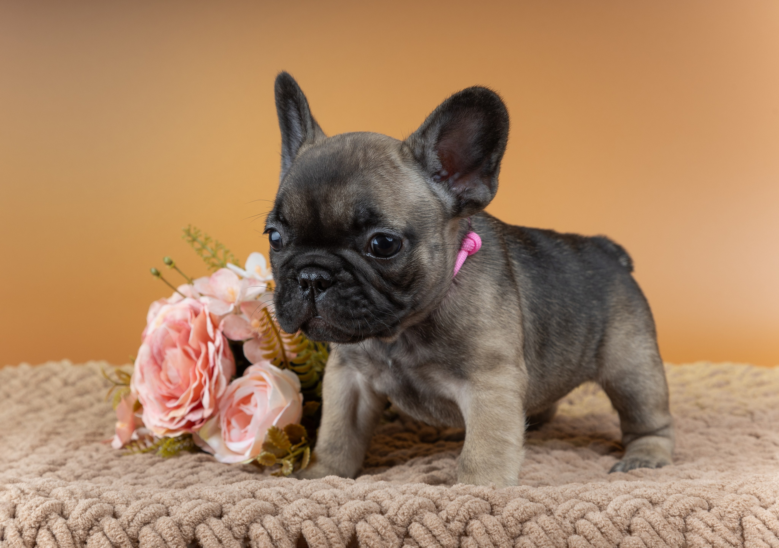 Французские бульдоги (студия). Фотограф-анималист в Москве, МО и Владимире