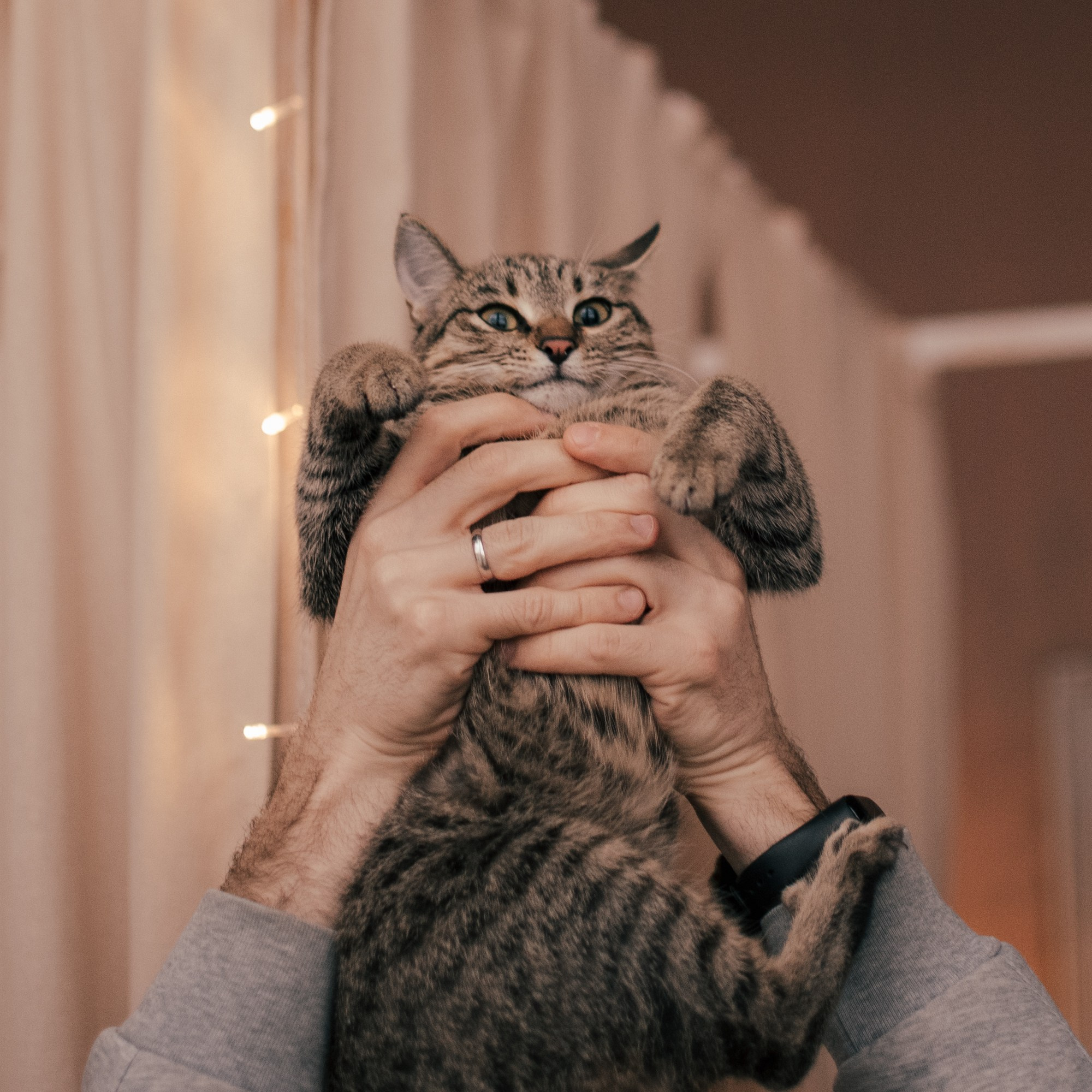 Cats: looking for a home and adopted. Photos of you and your pet