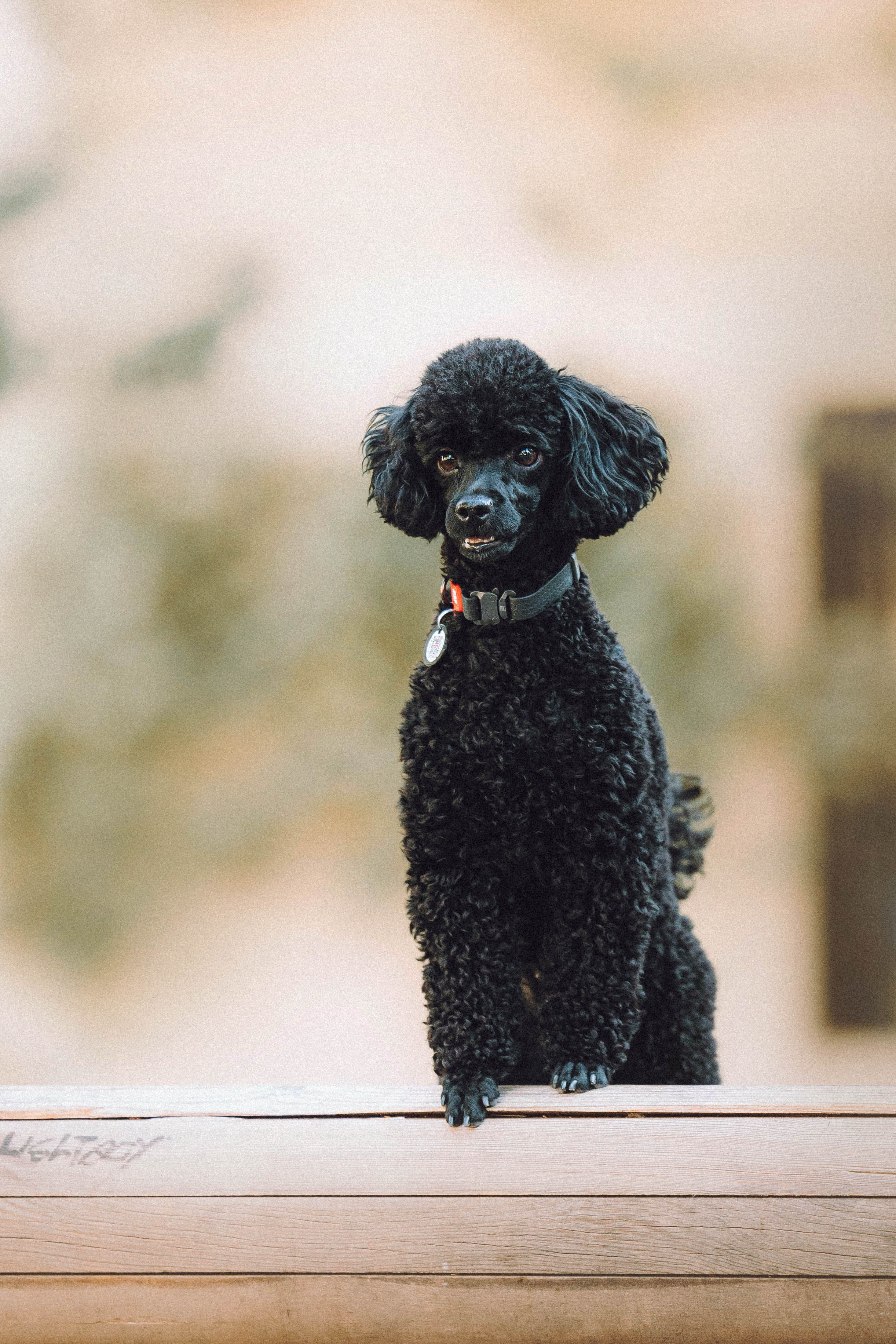 Игнат, Даша и Бэтти