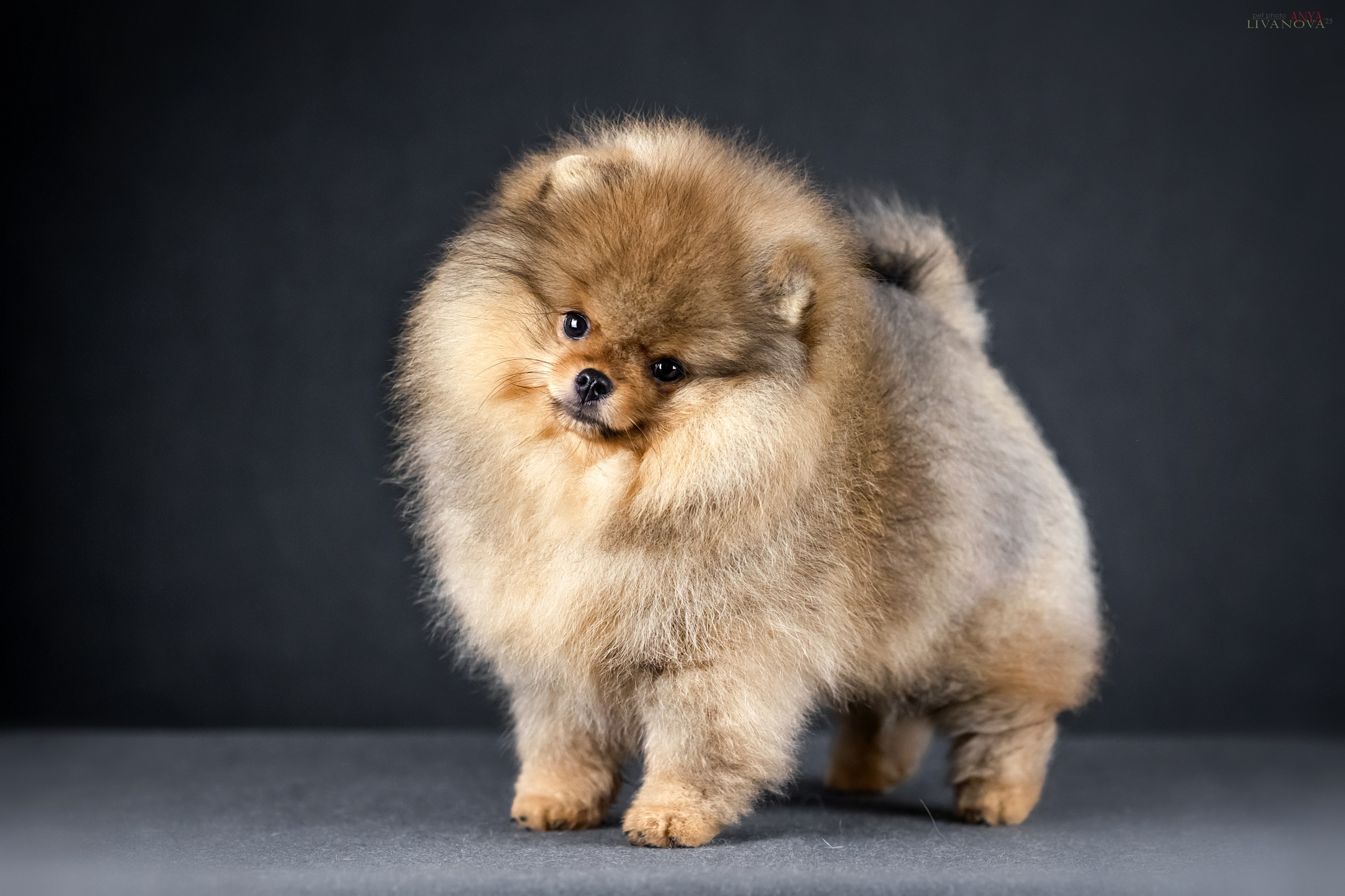 Шпицы. Фотограф анималист Аня Ливанова | Рыбинск