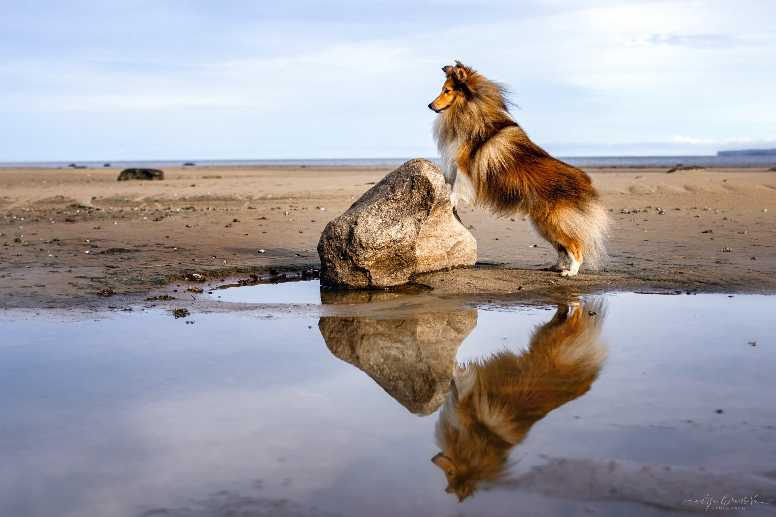 Рома. Фотограф анималист Аня Ливанова | Рыбинск