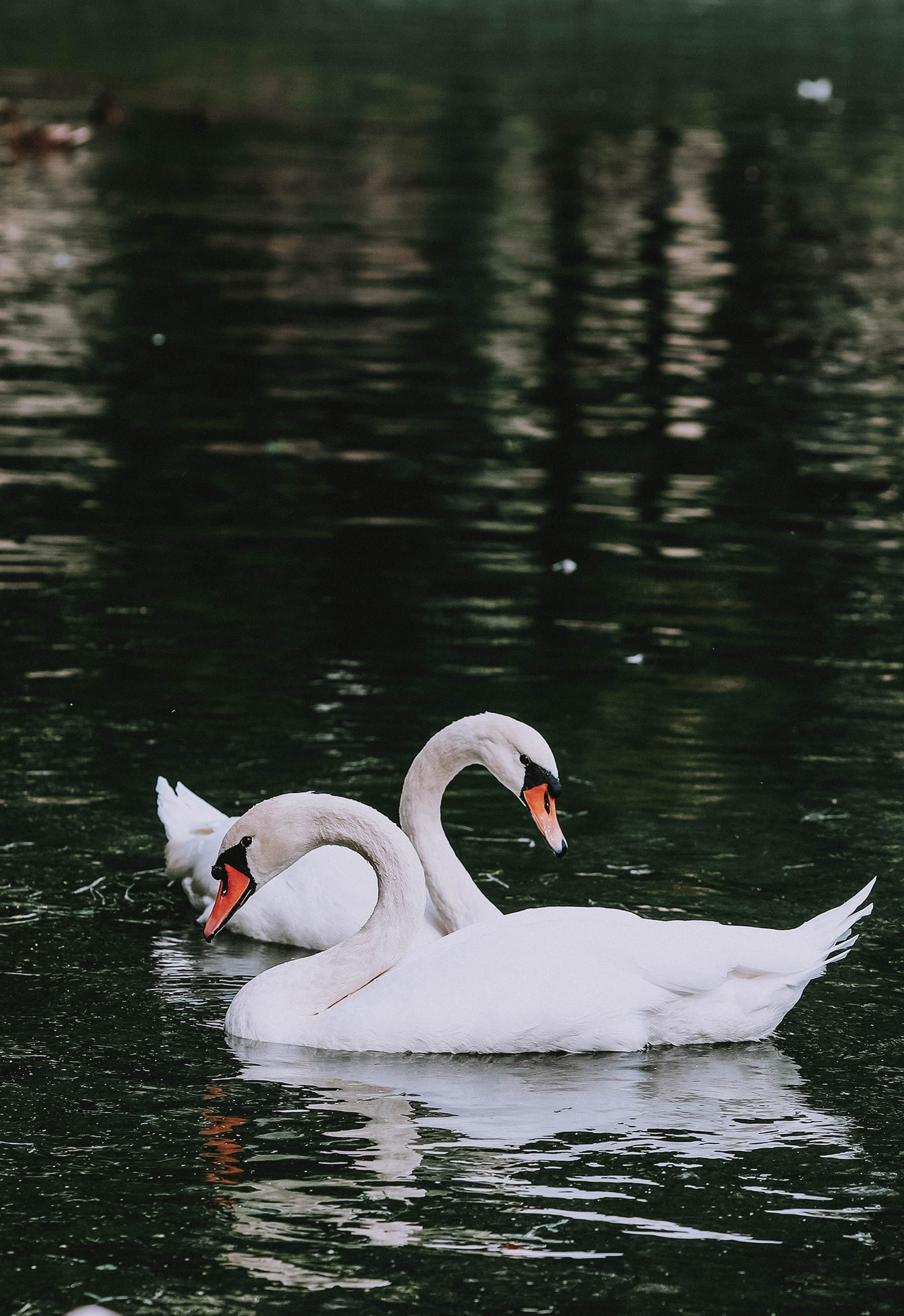 Елизавета&Дмитрий. Свадебный и семейный фотограф в Москве Дарья Тюленева