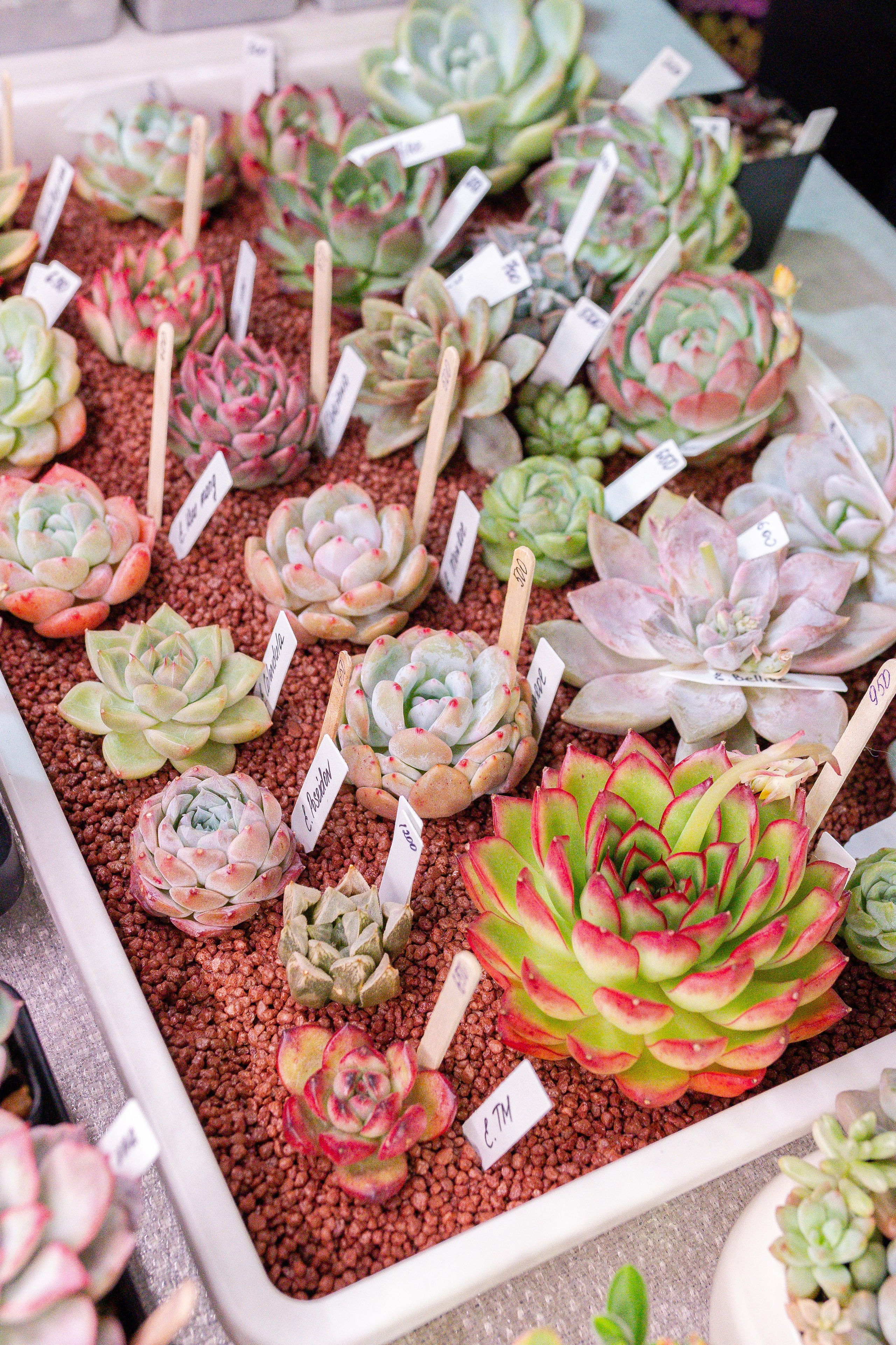 Кактус Фест. Александра Куликова фотограф, Москва