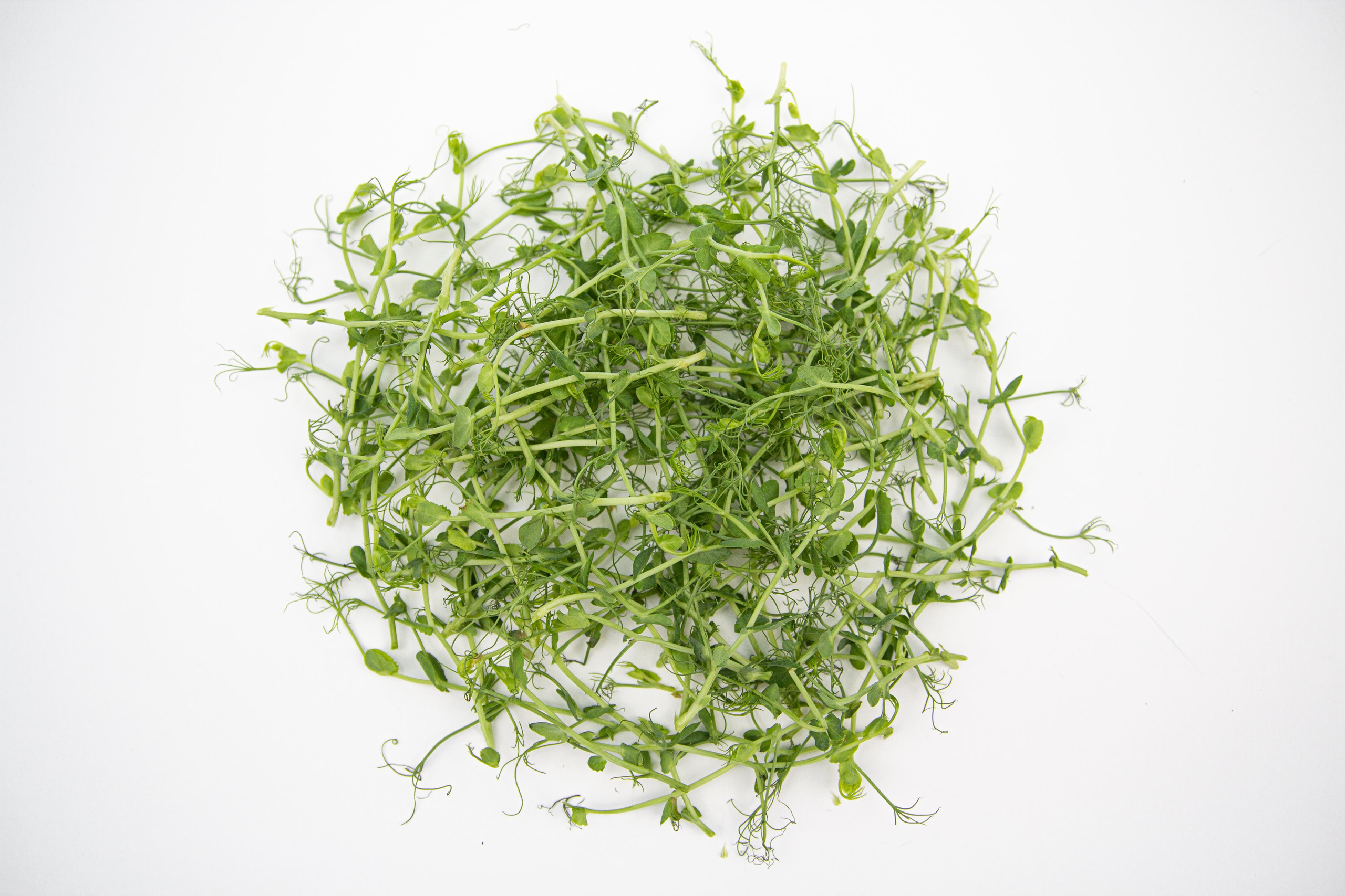 Микрозелень. Фотограф Ирина Колесникова