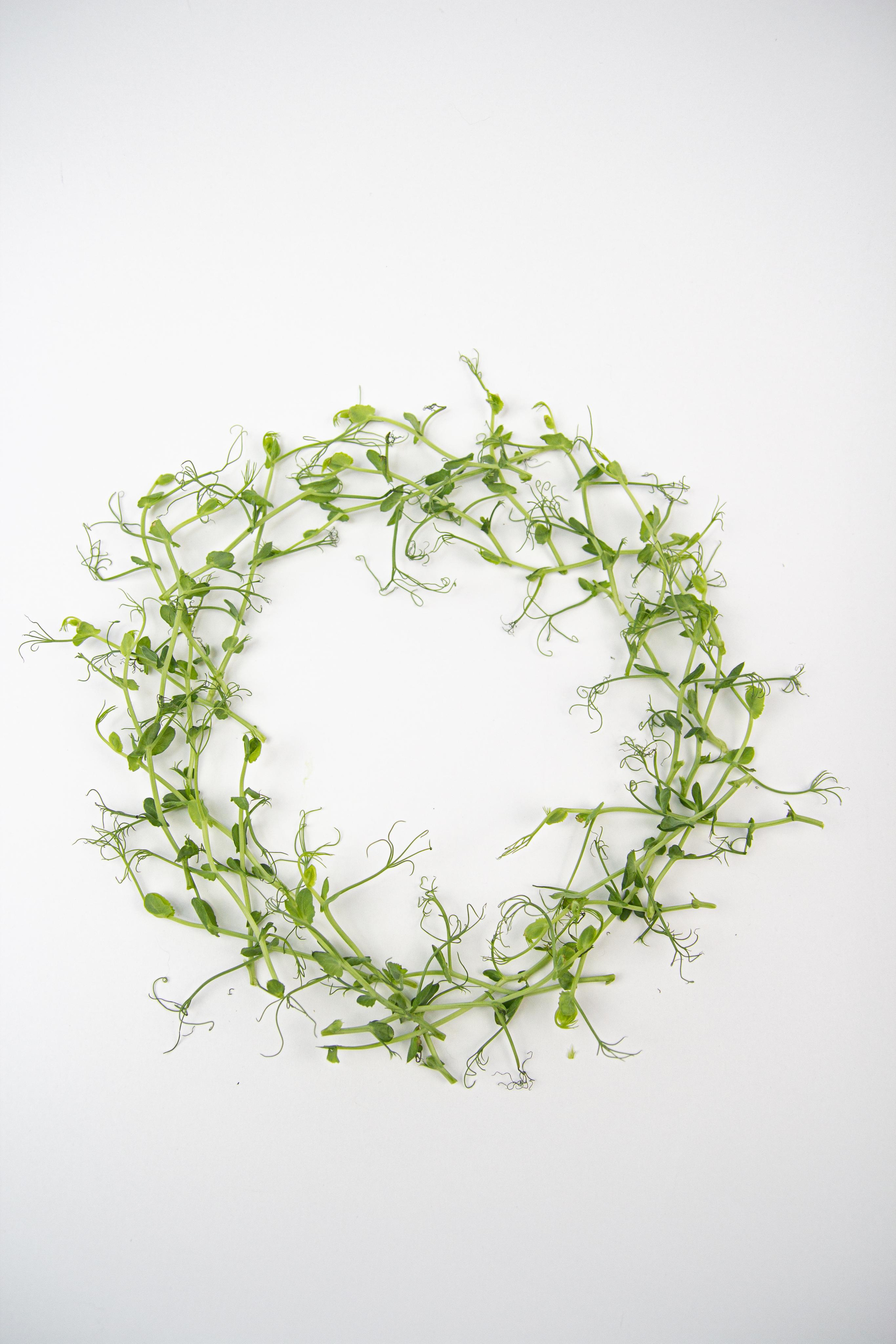 Микрозелень. Фотограф Ирина Колесникова