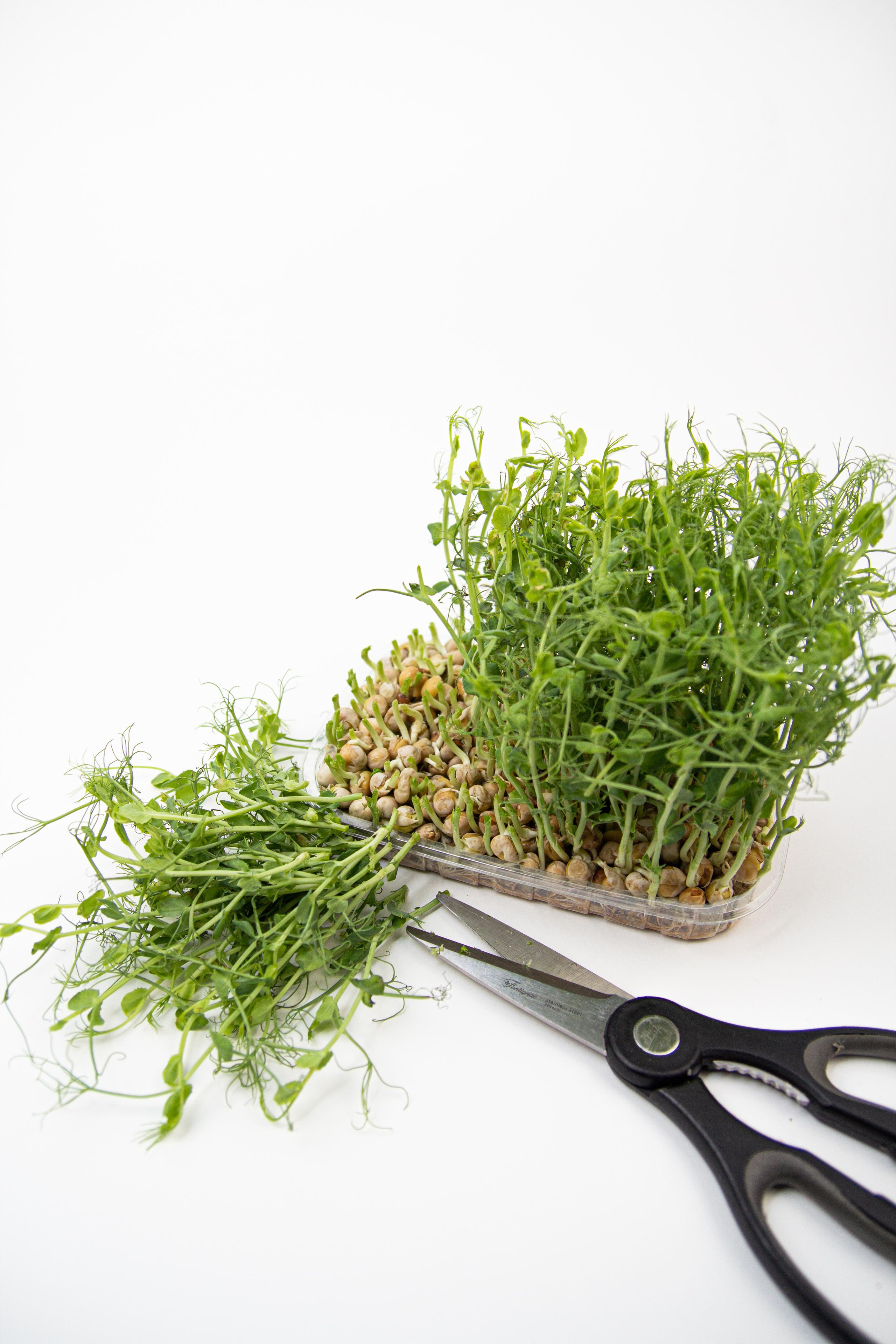 Микрозелень. Фотограф Ирина Колесникова